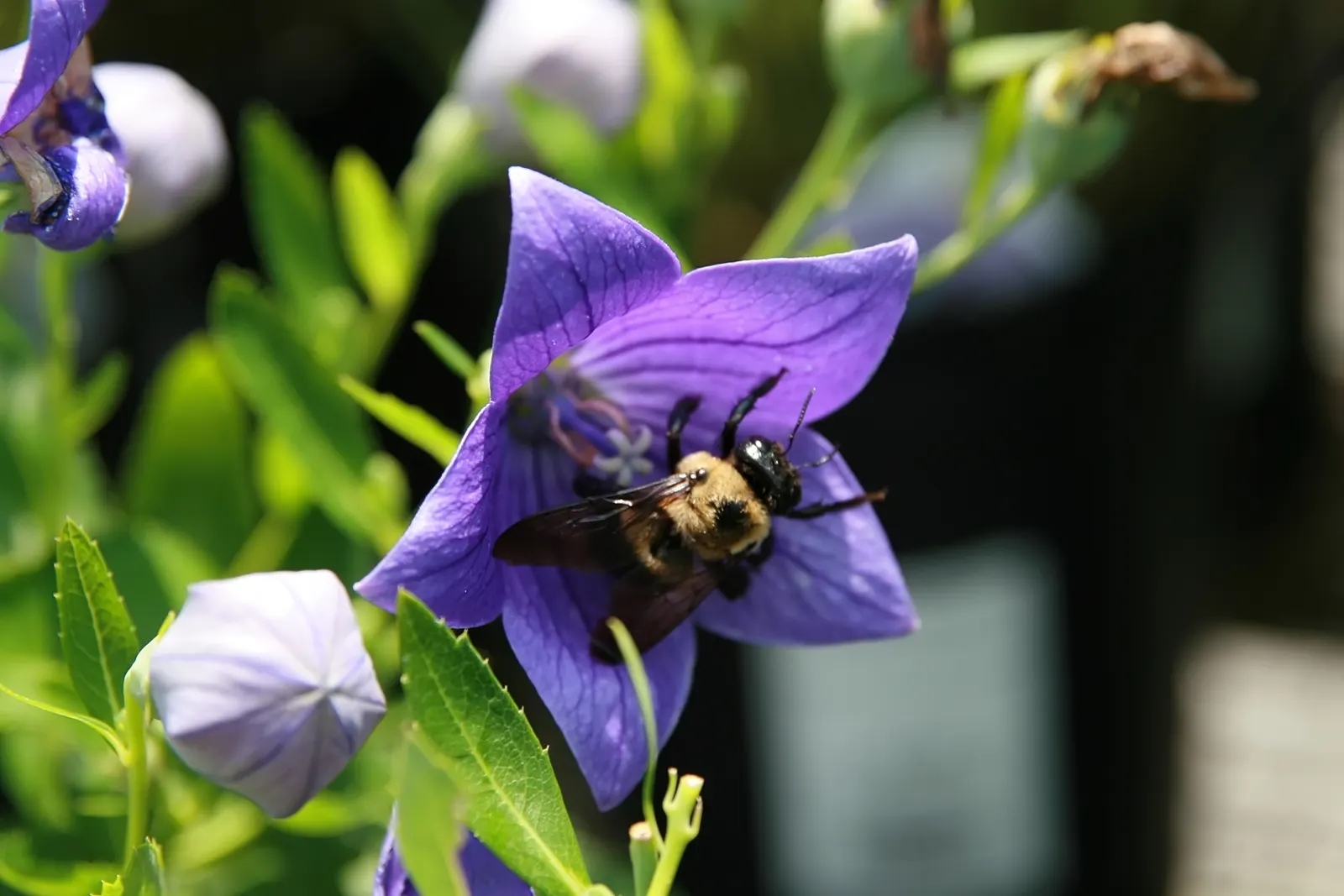 Balloon Flower (Platycodon Grandiflorus) — typically in shades of deep blue, image 81