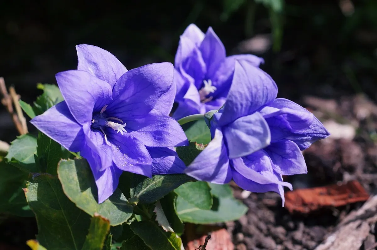 Balloon Flower (Platycodon Grandiflorus) — perennial for full or half