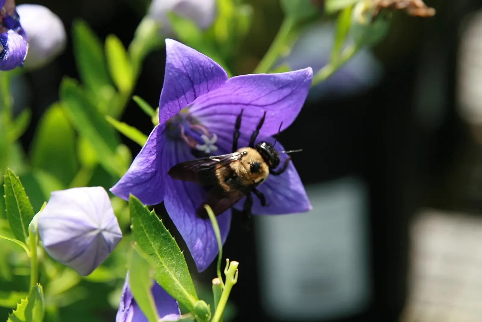 Balloon Flower (Platycodon Grandiflorus) — offering a delightful splash of color and a unique form for their garden tableau; perennial with blue, image 66