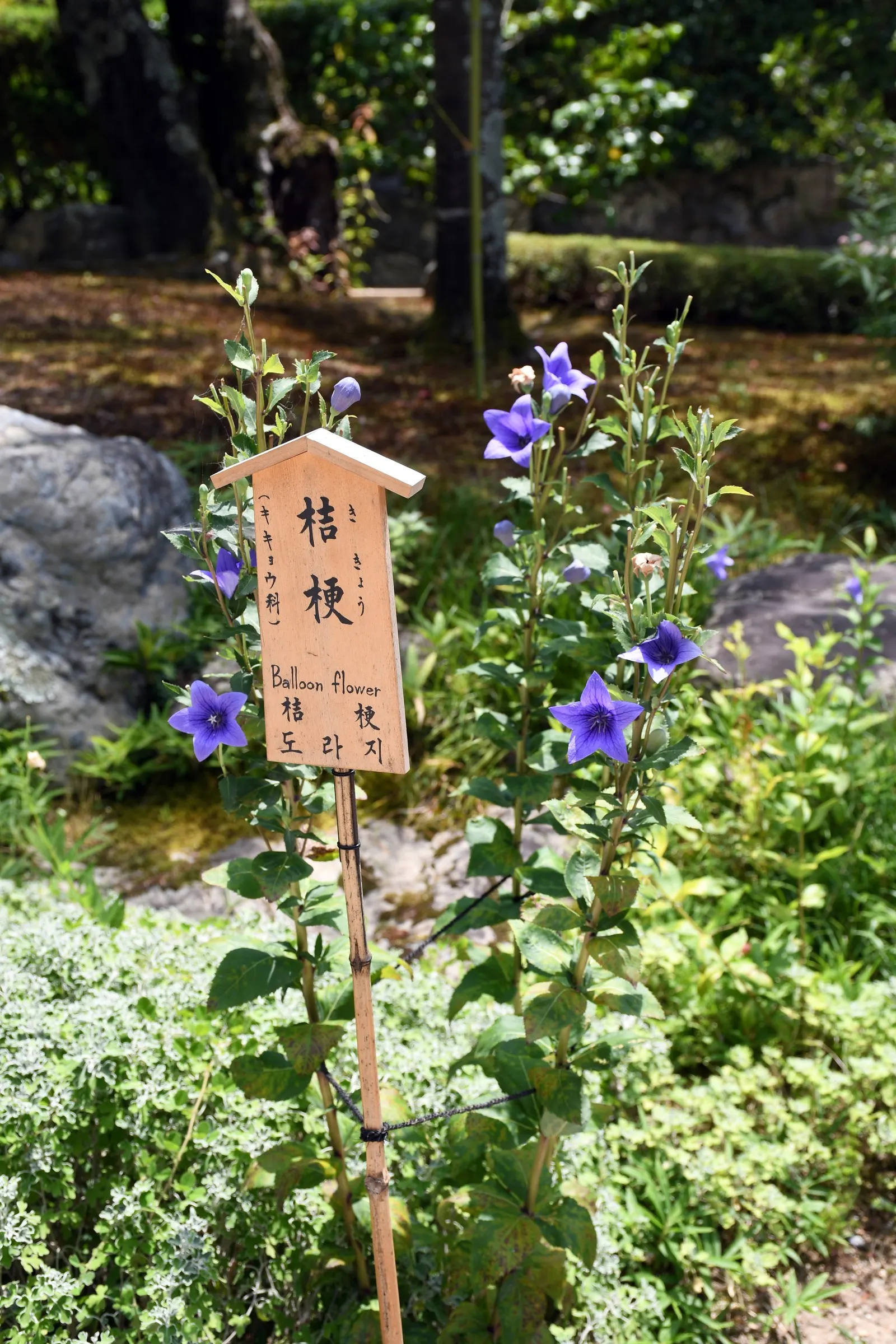Balloon Flower (Platycodon Grandiflorus) — preferring full sun to partial shade and well-drained soil; it is resilient to pests and disease, image 98