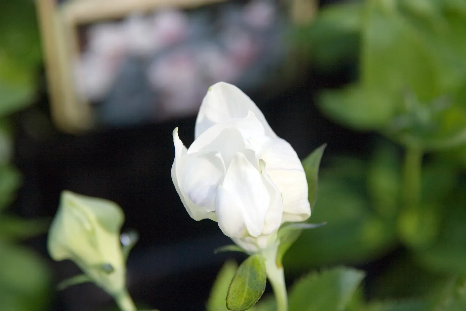Balloon Flower (Platycodon Grandiflorus) — When crafting a landscape design