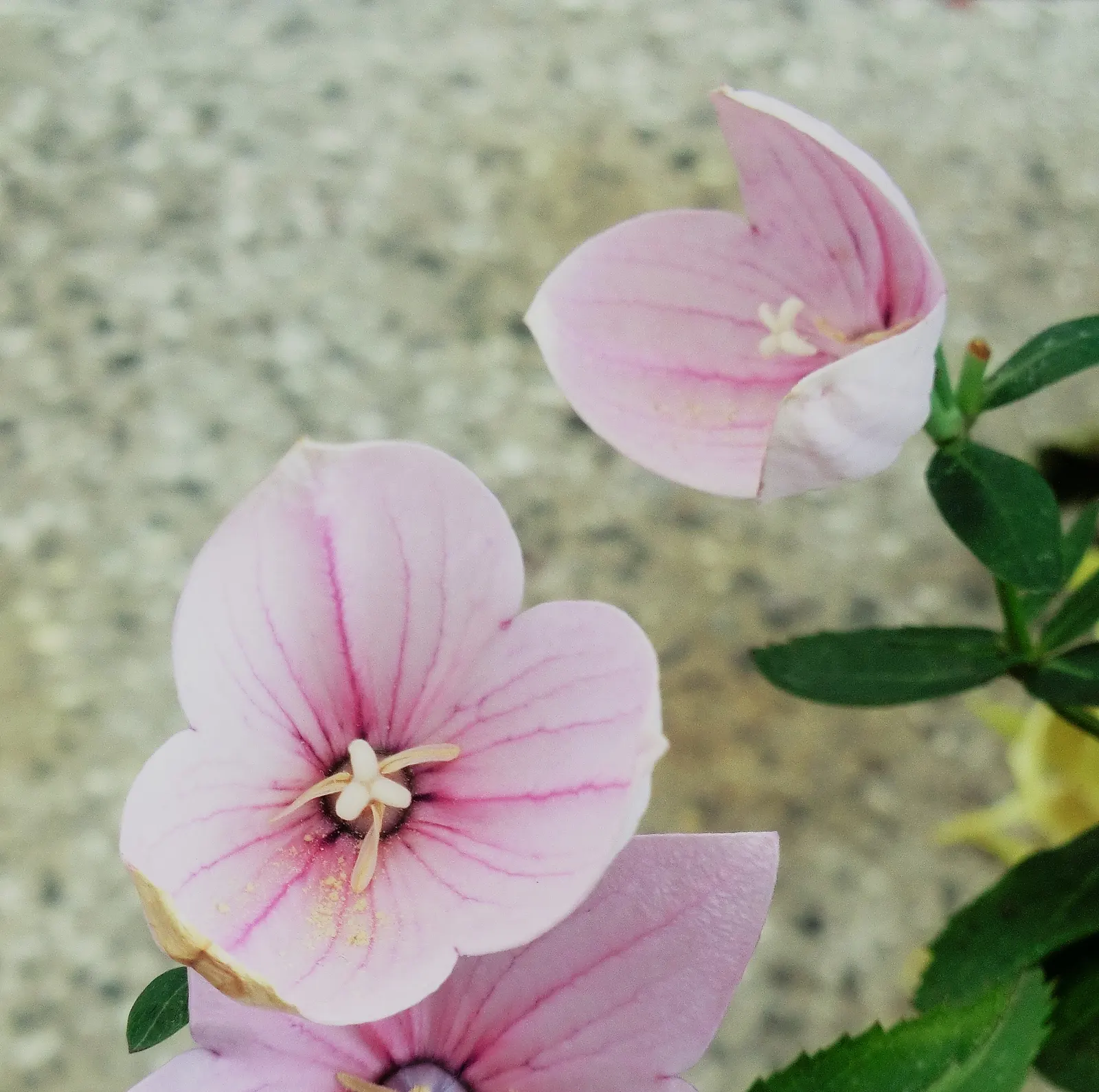 Balloon Flower (Platycodon Grandiflorus) — allowing it to fit nicely into a variety of garden settings; platycodon grandiflorus is a, image 101