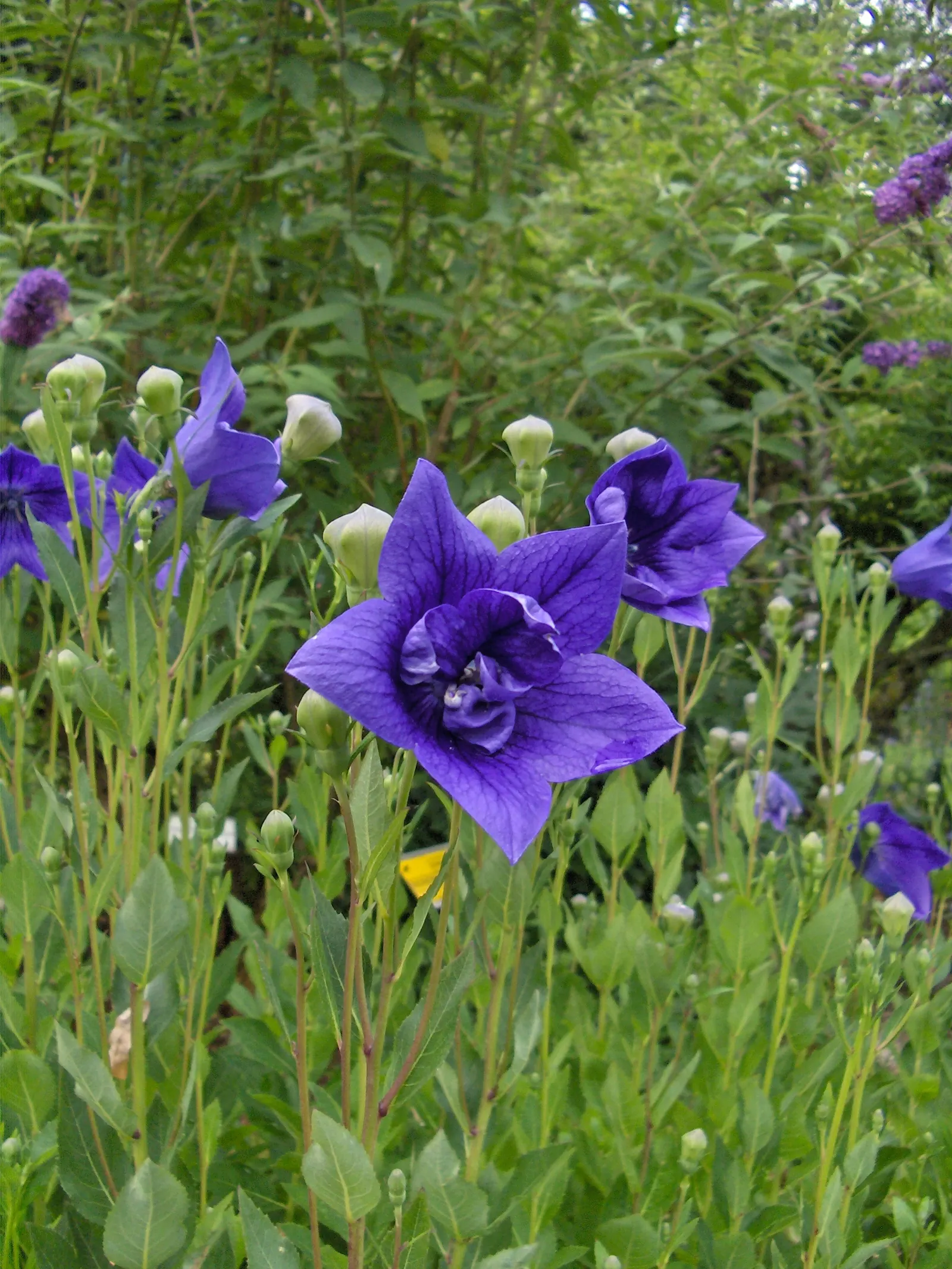 Balloon Flower (Platycodon Grandiflorus) — Its emerald green foliage forms a neat, low clump from which the striking flower stalks emerge