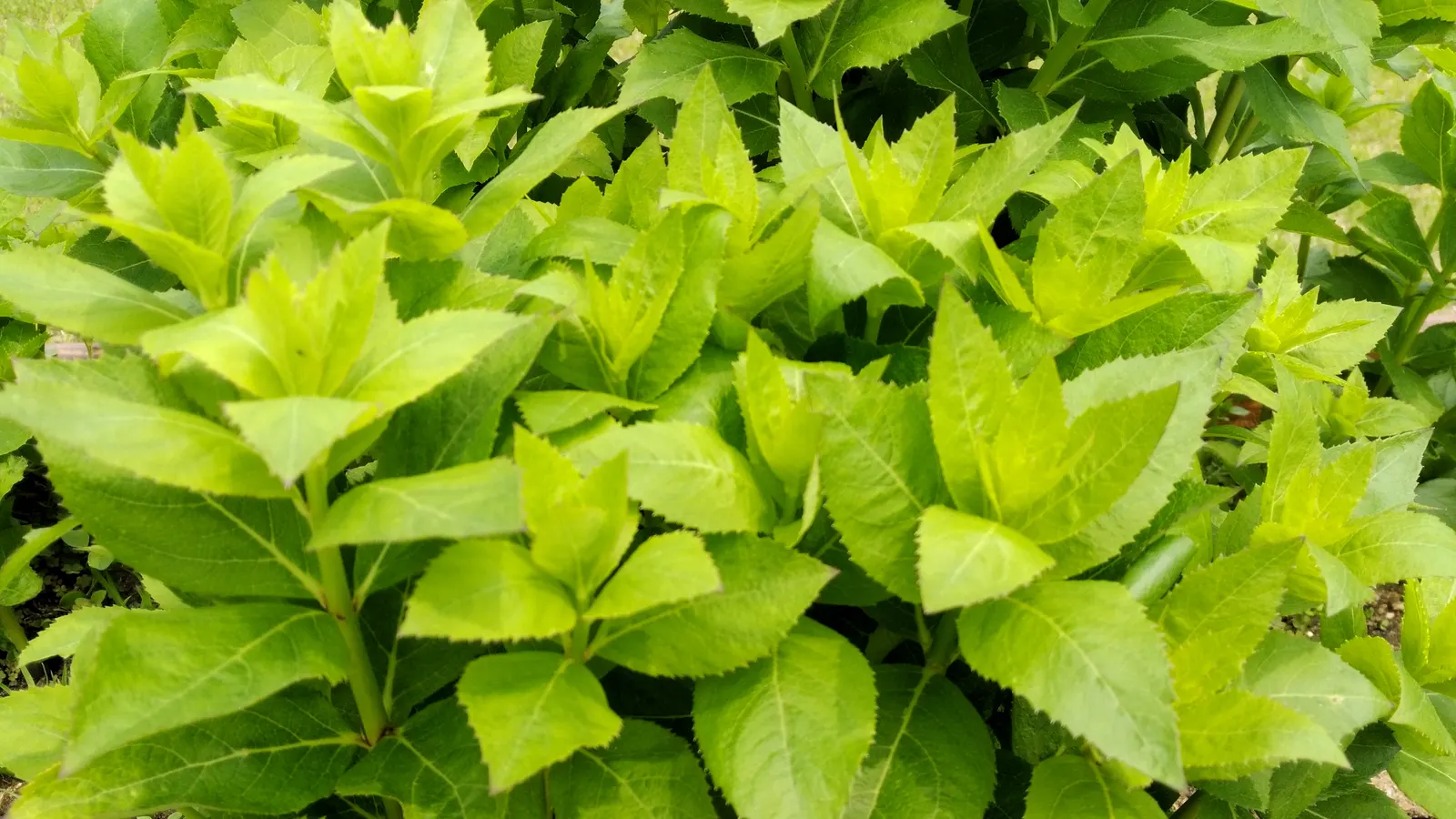 Balloon Flower (Platycodon Grandiflorus) — allowing it to fit nicely into a variety of garden settings; platycodon grandiflorus is a, image 78