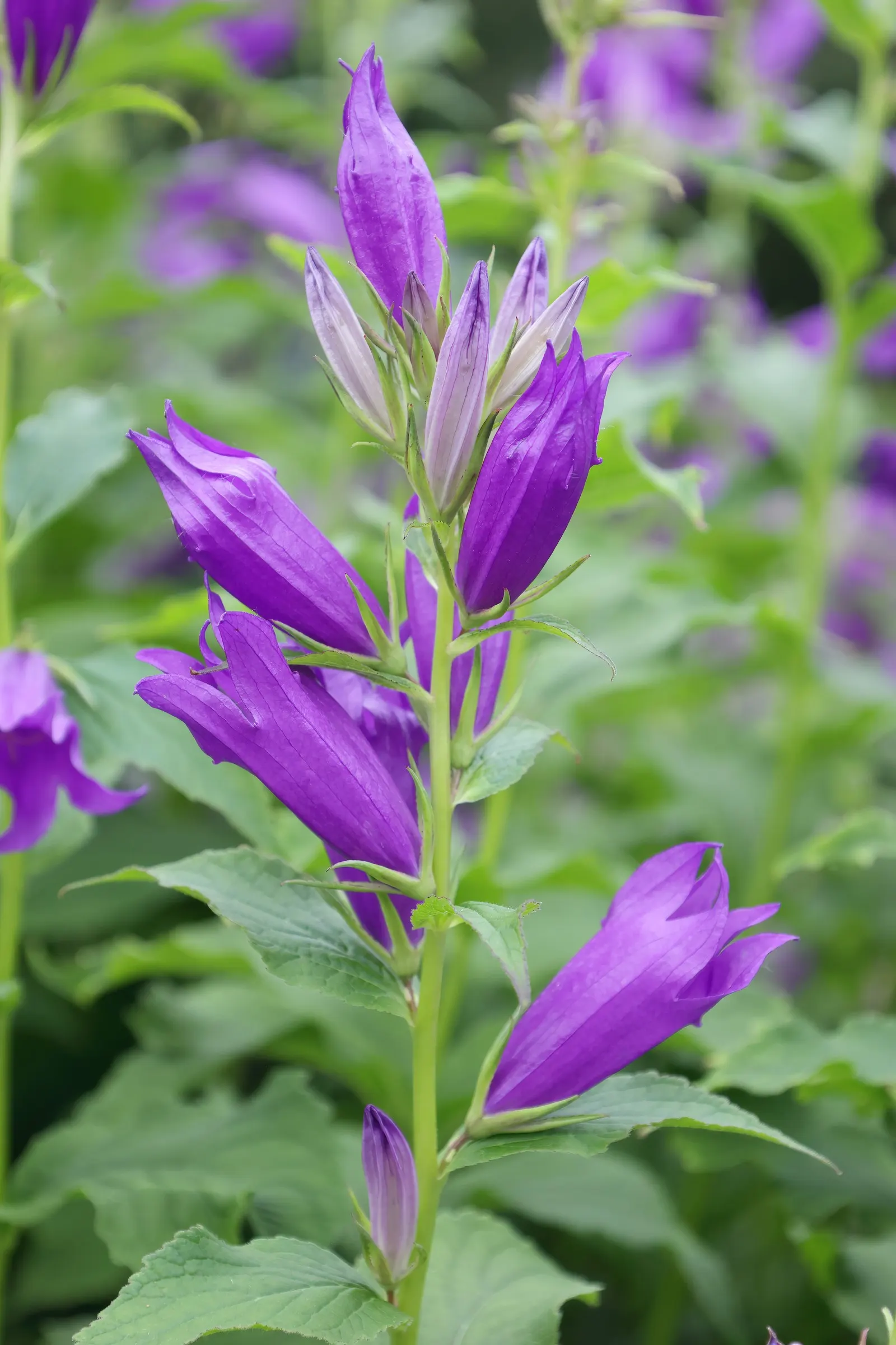 Balloon Flower (Platycodon Grandiflorus) — When crafting a landscape design; it's an excellent choice for borders, providing late summer interest, image 77
