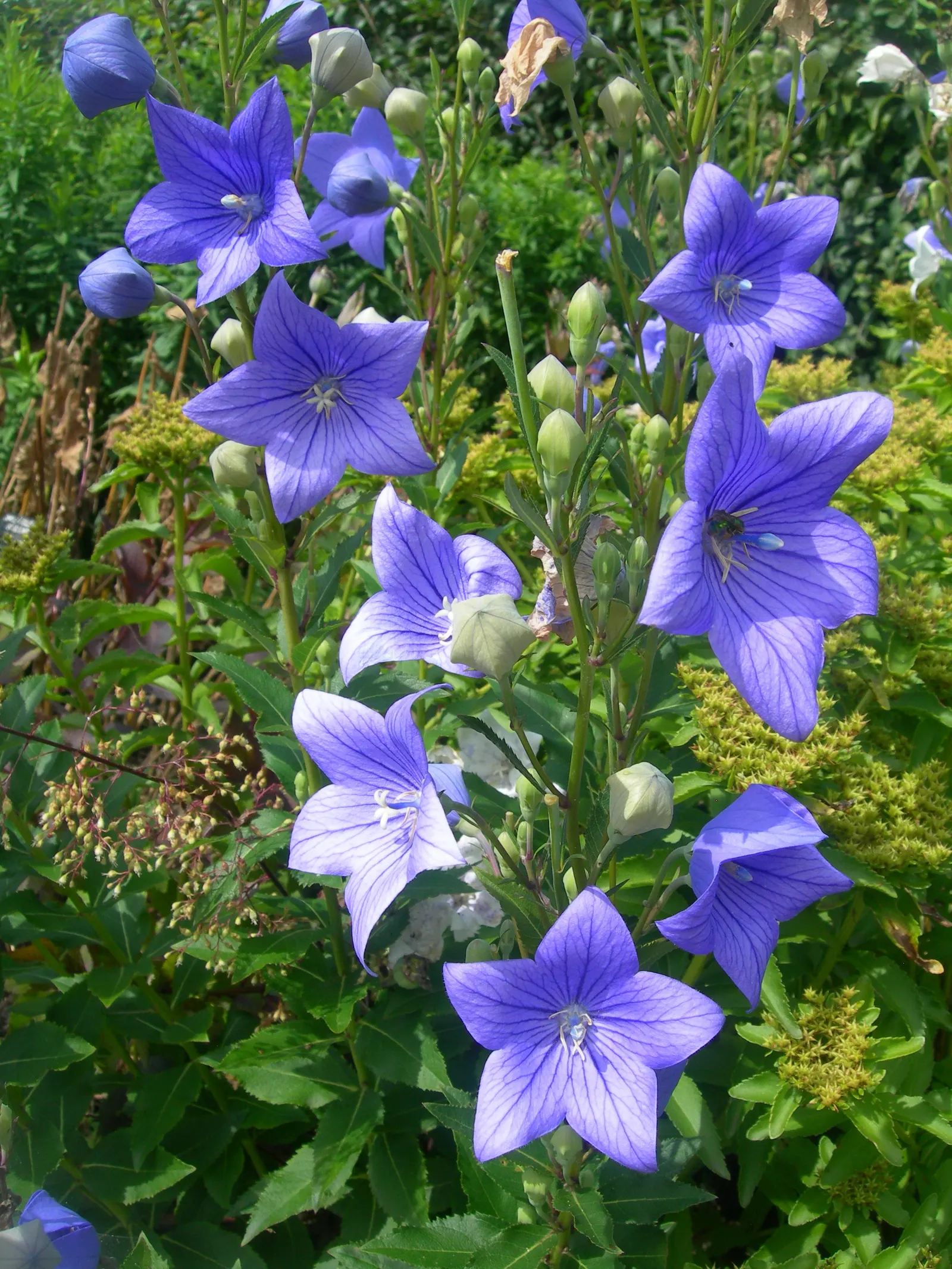 Balloon Flower (Platycodon Grandiflorus) — or as a container specimen