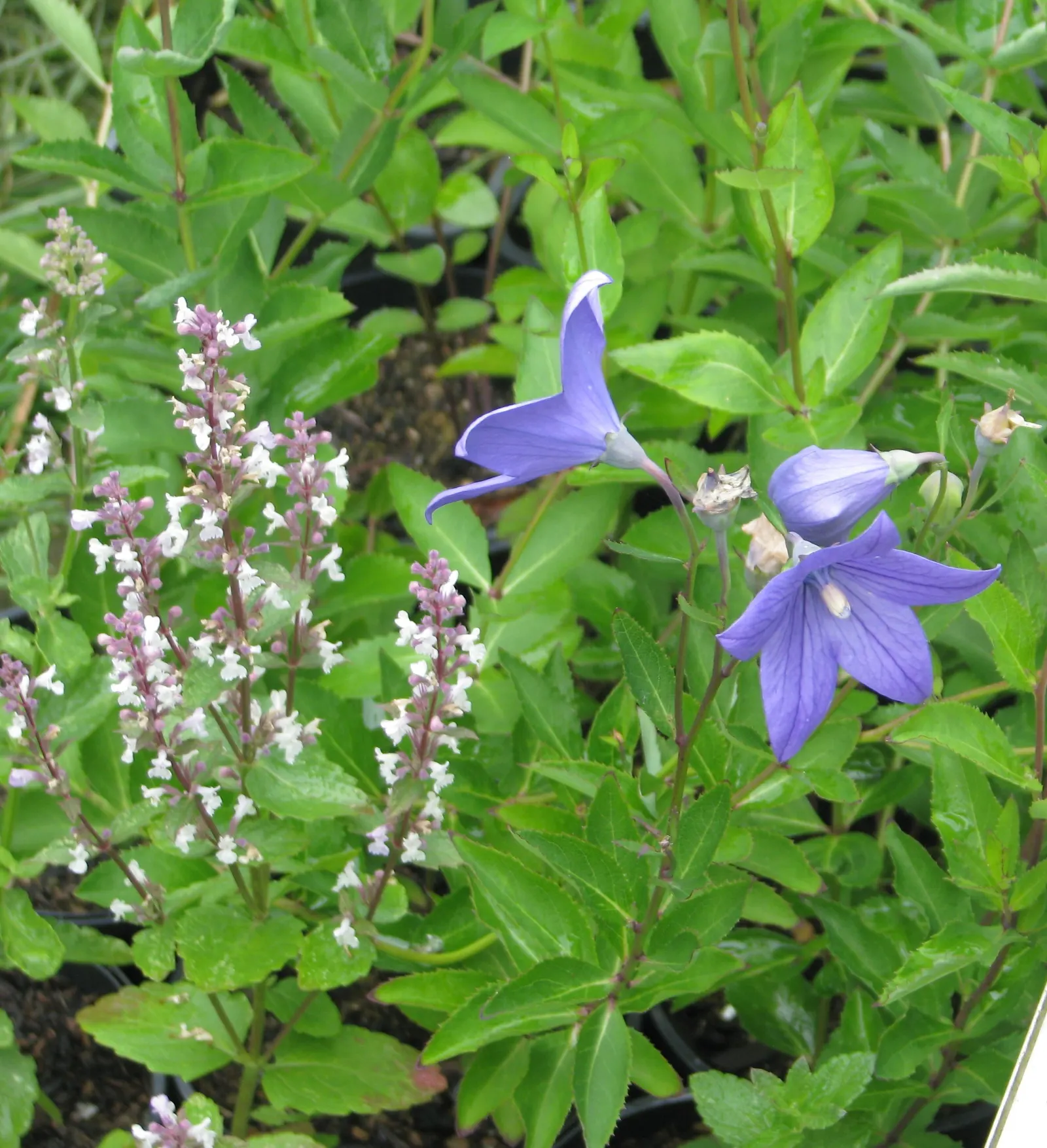 Balloon Flower (Platycodon Grandiflorus) — perennial with blue blooms; though pink and white cultivars are also available.<br><br>Flowering from, image 91