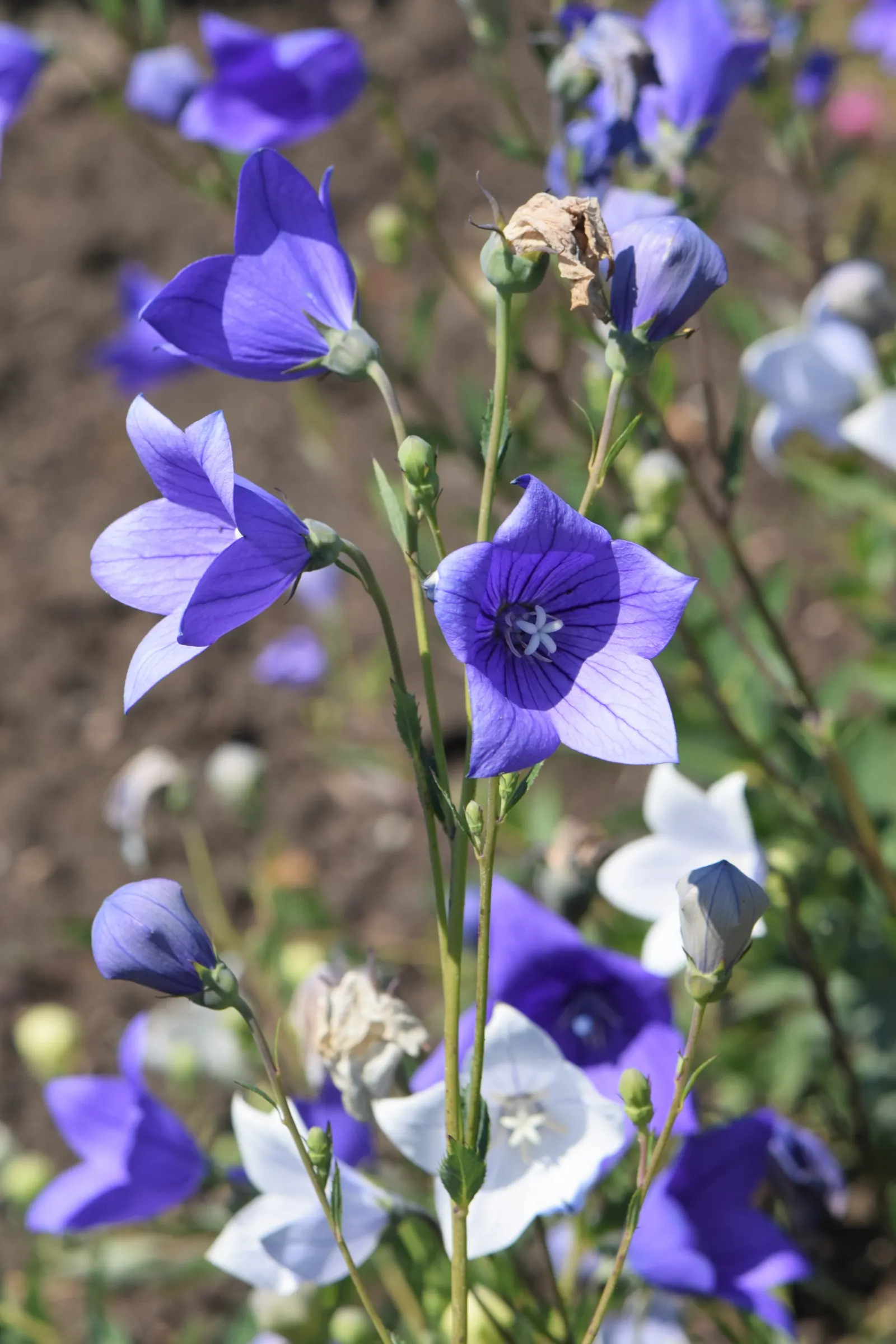 Balloon Flower (Platycodon Grandiflorus) — Reaching 1 to 2.5 feet tall and about 1 foot wide