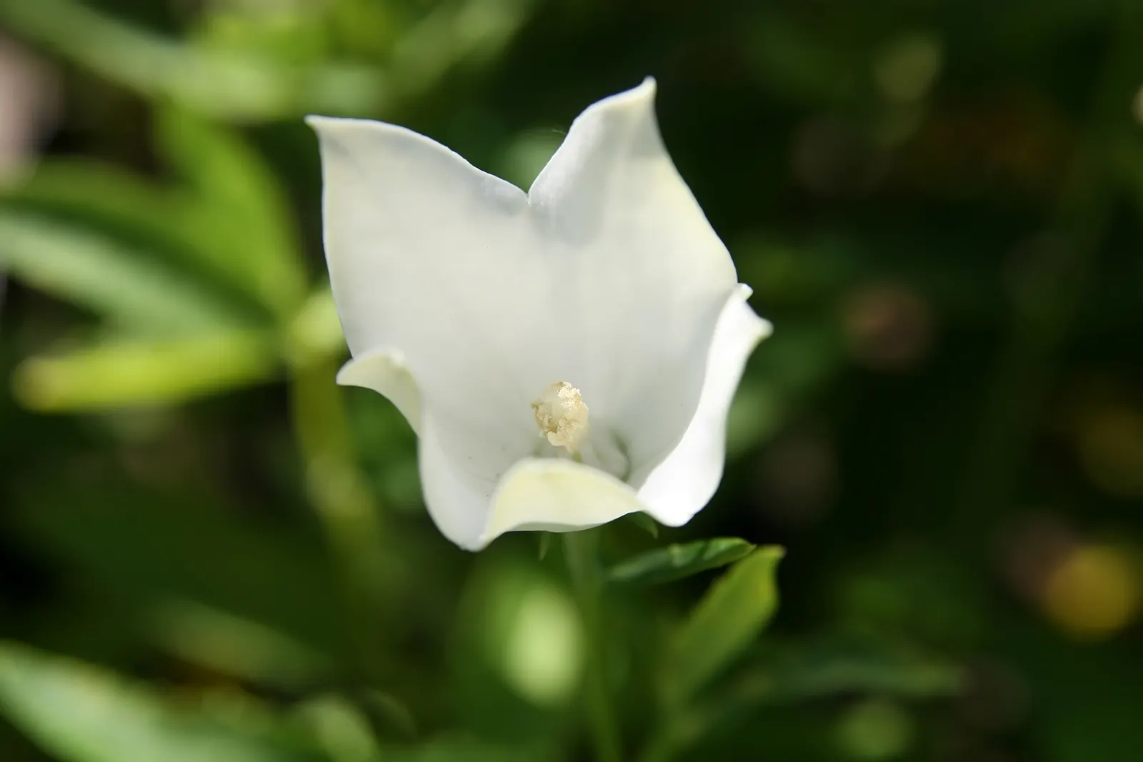 Balloon Flower (Platycodon Grandiflorus) — and it can become a conversation piece for your client; requiring well-drained soil with medium moisture