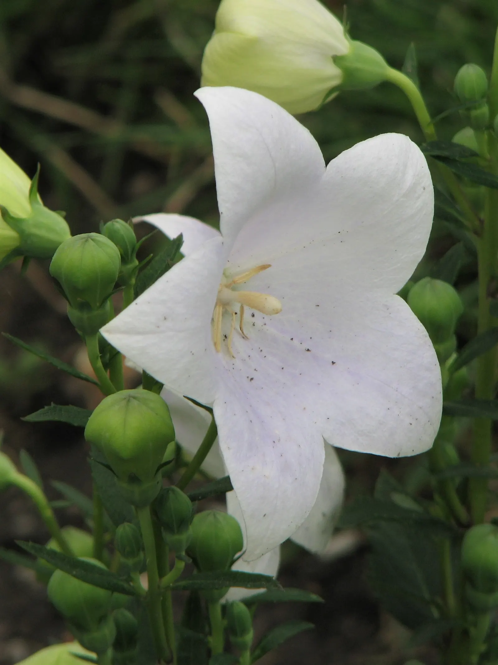 Balloon Flower (Platycodon Grandiflorus) — Reaching 1 to 2.5 feet tall and about 1 foot wide; is a charming perennial favored for its playful, image 50