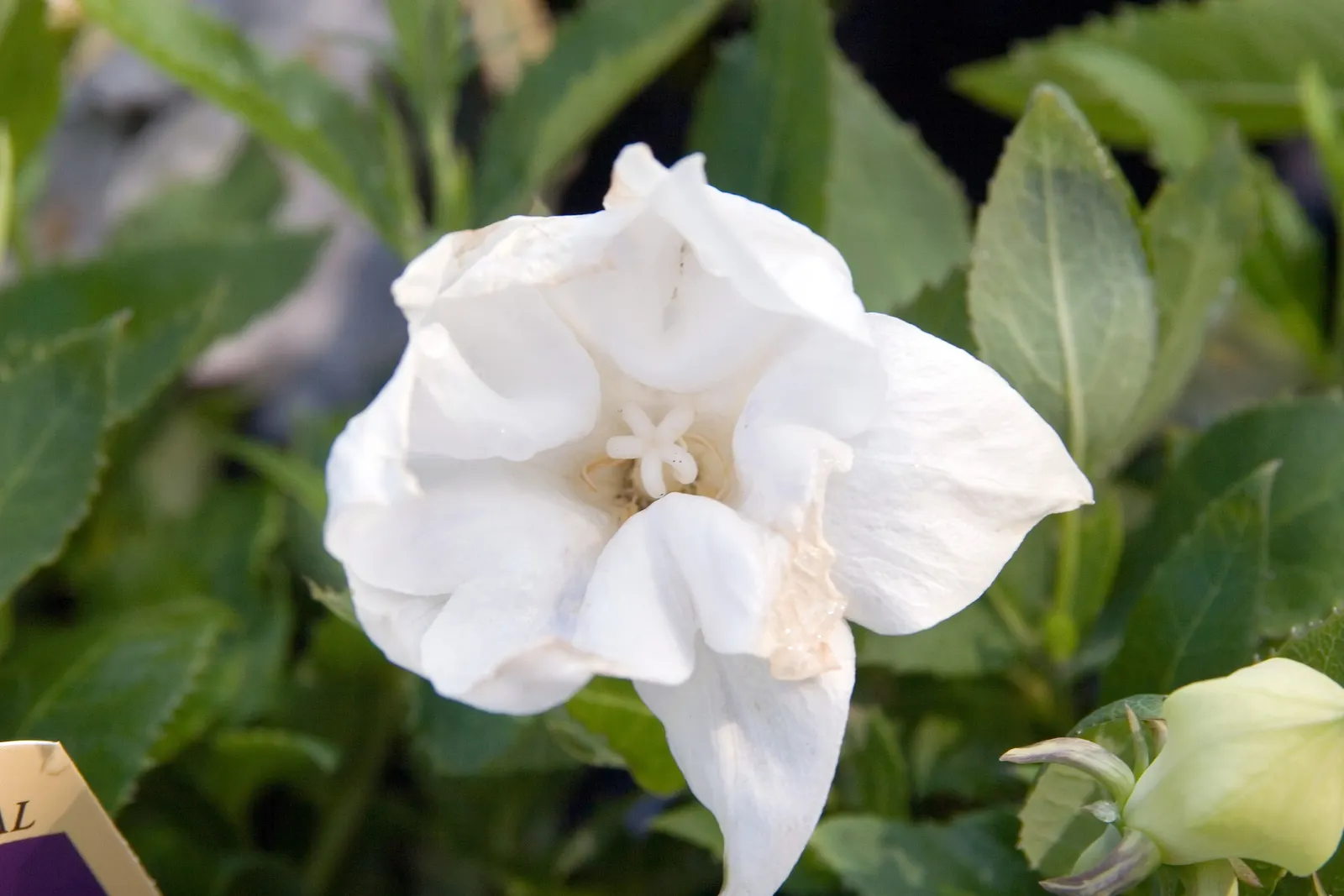 Balloon Flower (Platycodon Grandiflorus) — this hardy plant thrives in zones 3-8