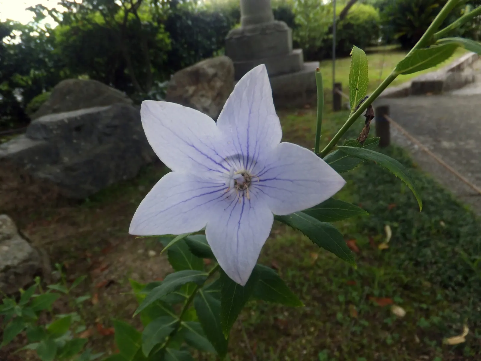 Balloon Flower (Platycodon Grandiflorus) — is a charming perennial favored for its playful; the buds swell into puffy balloons and reveal star-shaped blossoms