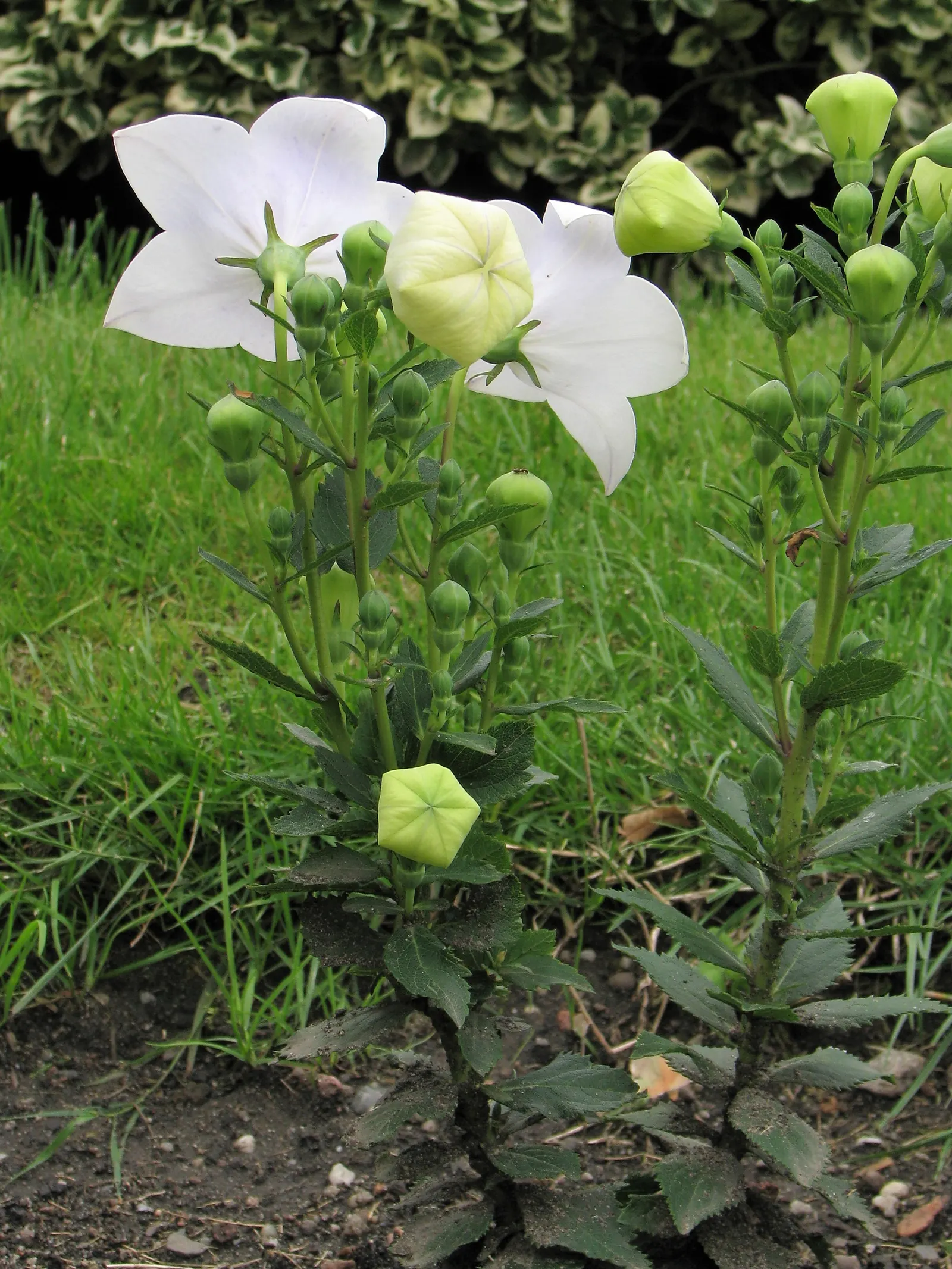 Balloon Flower (Platycodon Grandiflorus) — allowing it to fit nicely into a variety of garden settings; platycodon grandiflorus is a, image 55