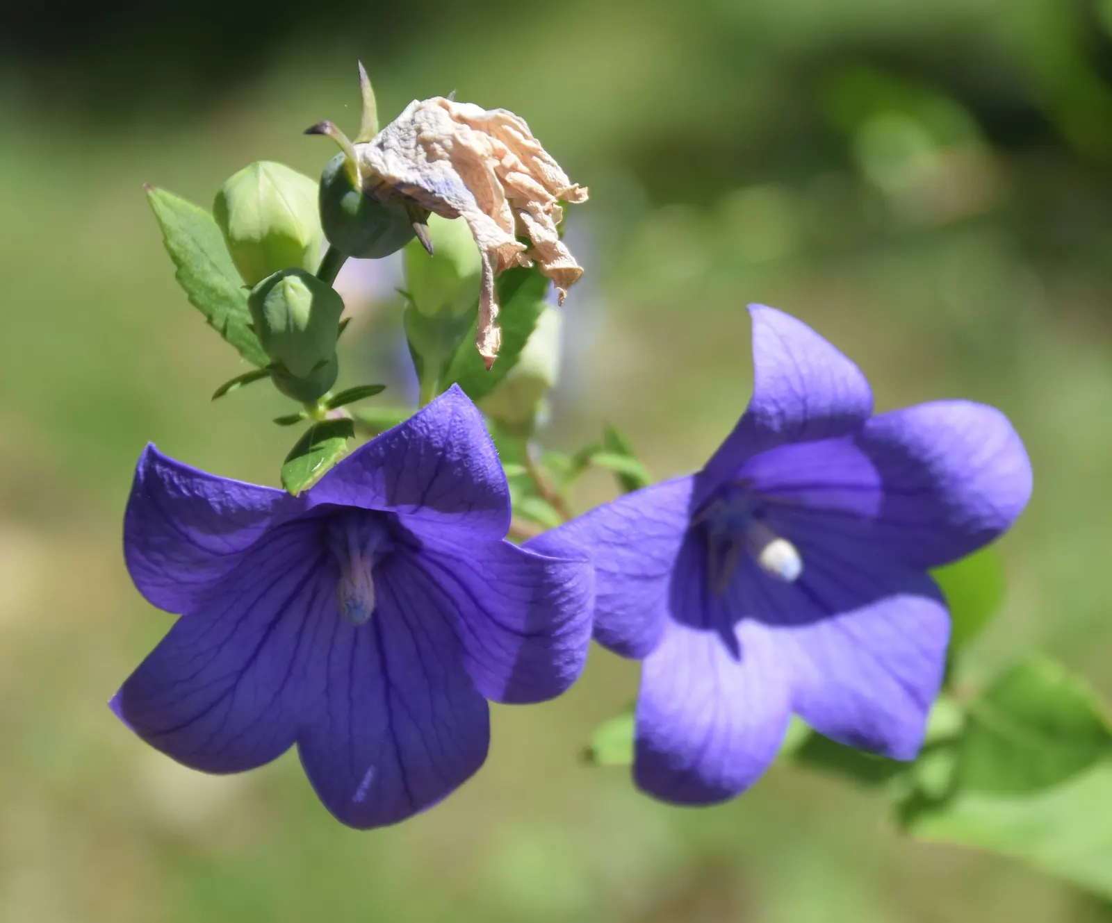 Balloon Flower (Platycodon Grandiflorus) — Its whimsical shape captivates onlookers; when crafting a landscape design