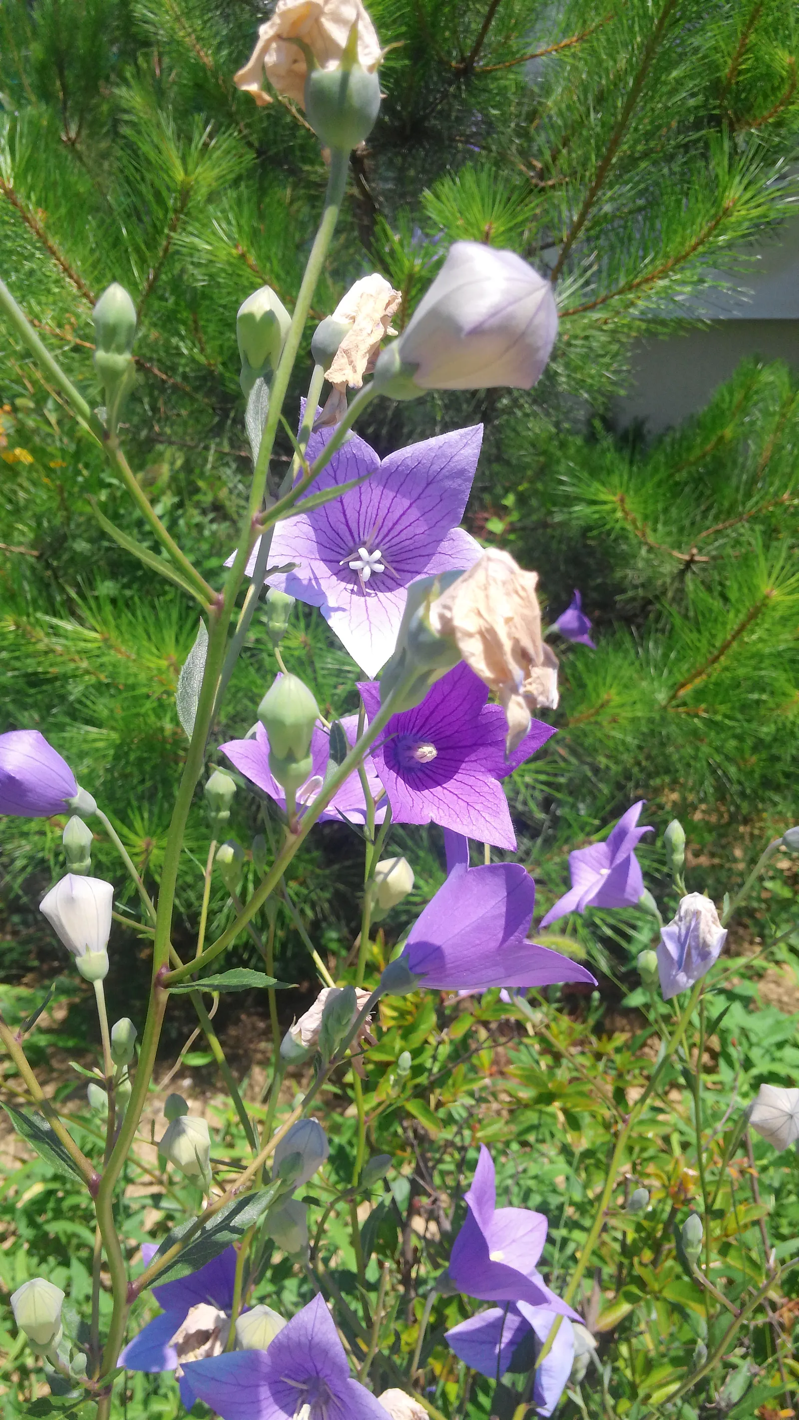 Balloon Flower (Platycodon Grandiflorus) — commonly called Balloon Flower; reaching 1 to 2.5 feet tall and about 1 foot wide, image 47