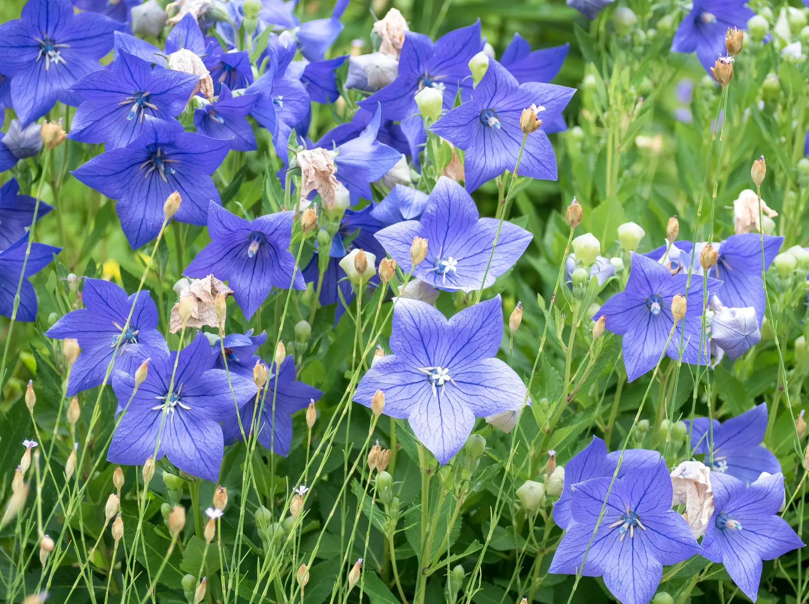 Balloon Flower (Platycodon Grandiflorus) — commonly called Balloon Flower; reaching 1 to 2.5 feet tall and about 1 foot wide, image 70
