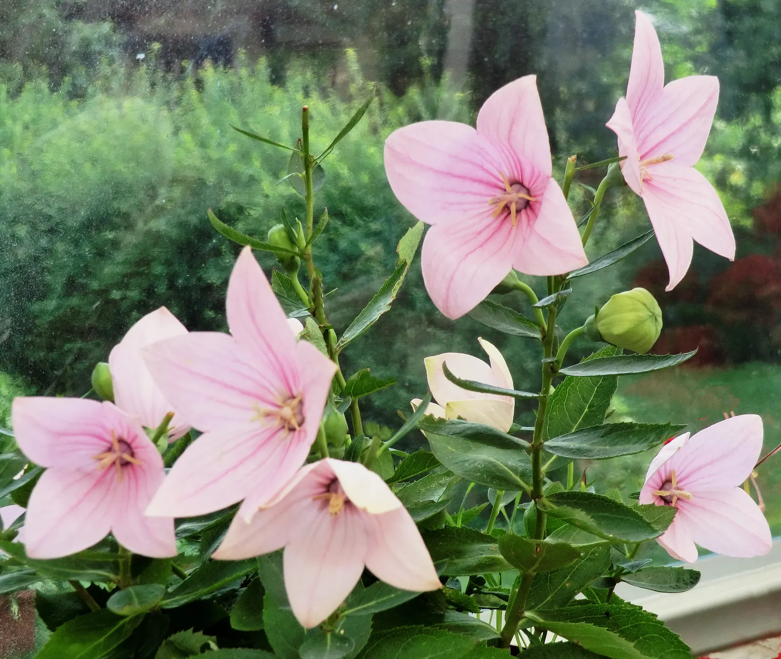 Balloon Flower (Platycodon Grandiflorus) — It's an excellent choice for borders, providing late summer interest and attracting pollinators to the, image 76