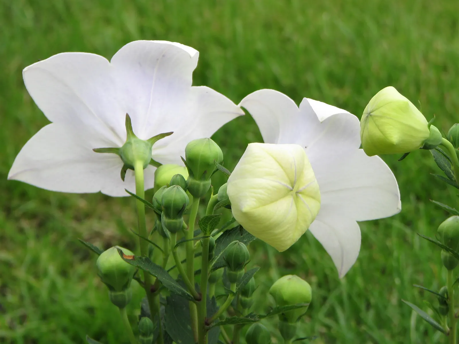 Balloon Flower (Platycodon Grandiflorus) — blue flowers in the garden; preferring full sun to partial shade and well-drained soil, image 67