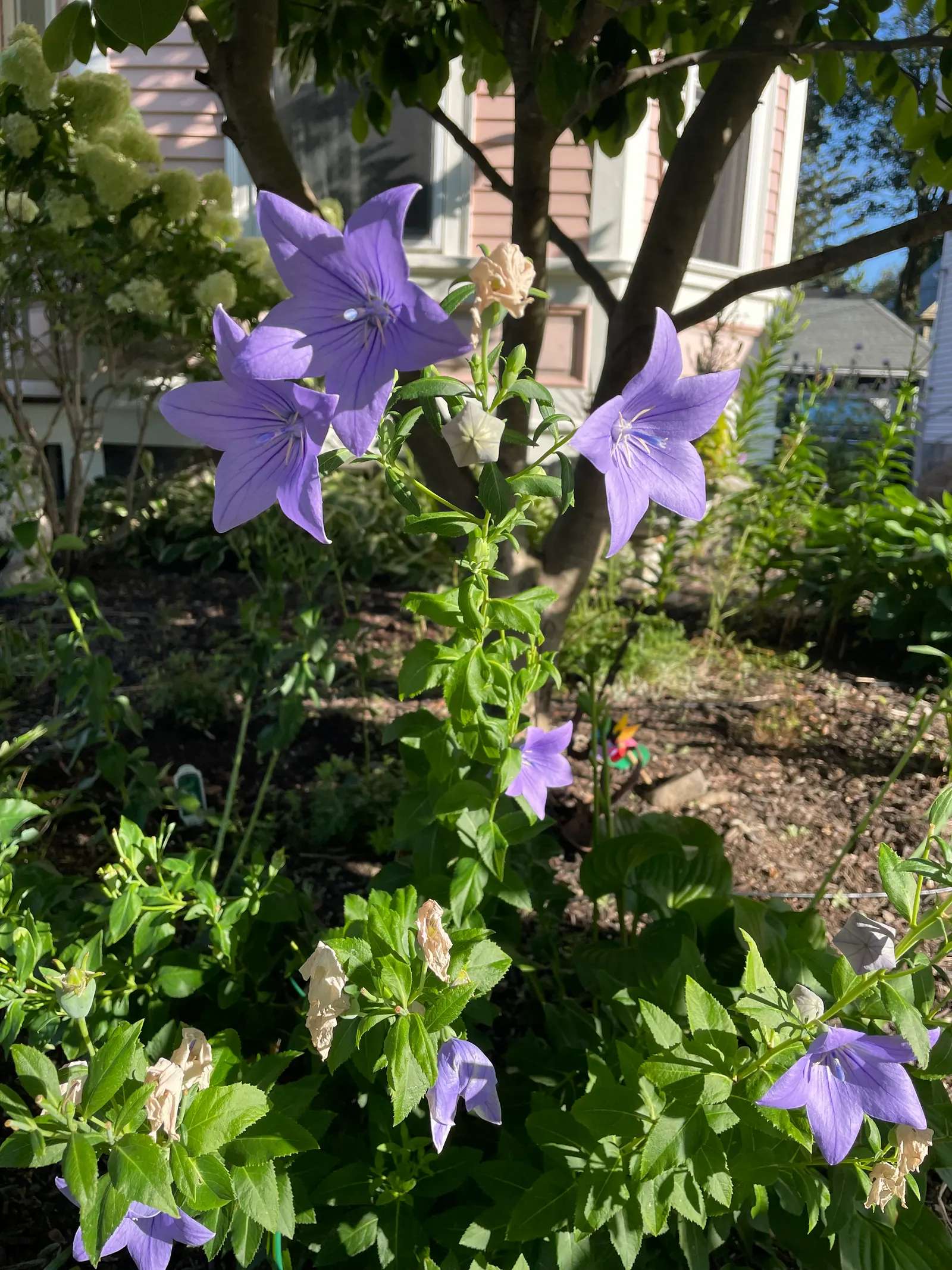 Balloon Flower (Platycodon Grandiflorus) — is a charming perennial favored for its playful; the buds swell into puffy balloons and reveal, image 117
