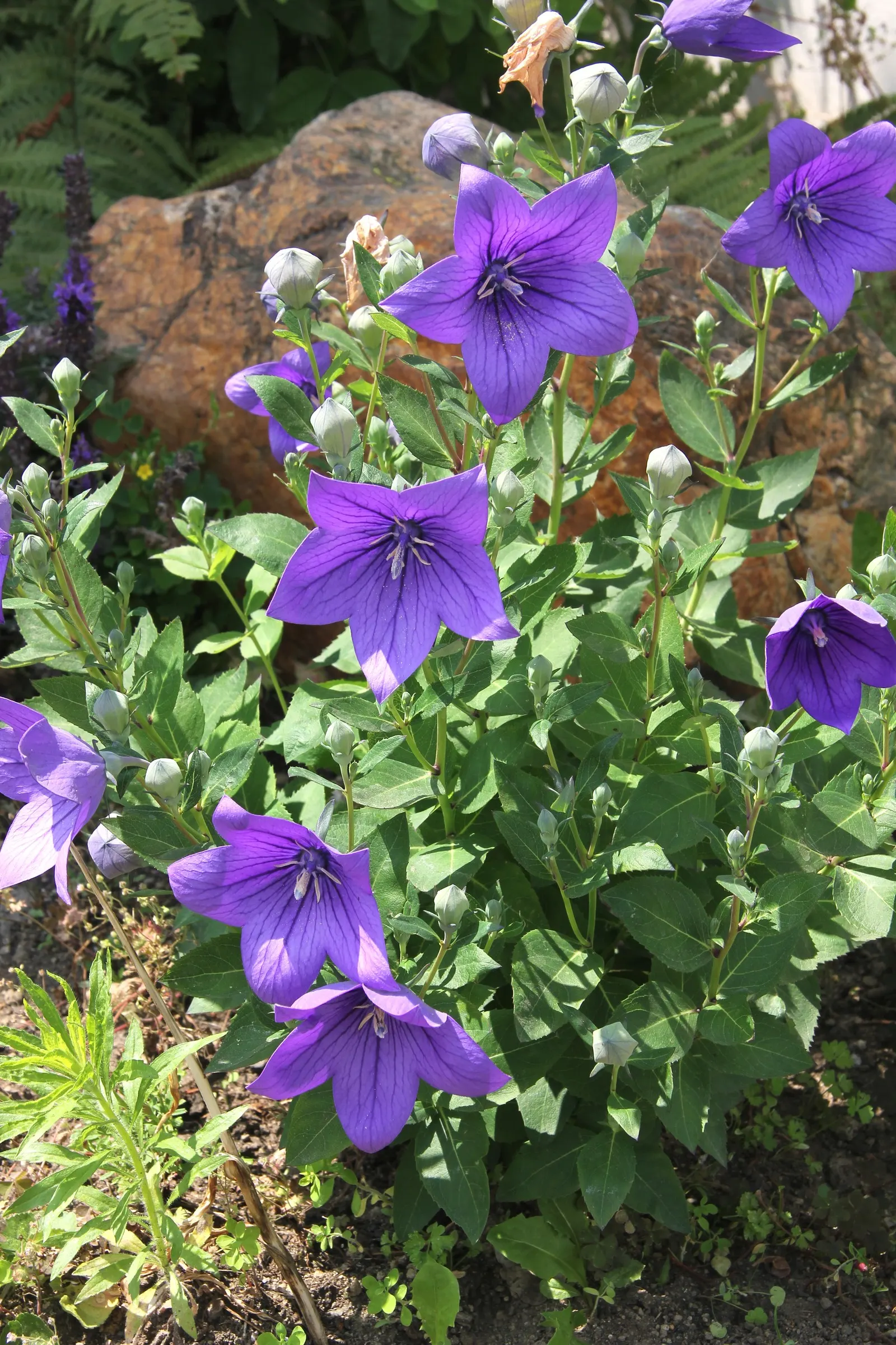 Balloon Flower (Platycodon Grandiflorus) — typically in shades of deep blue