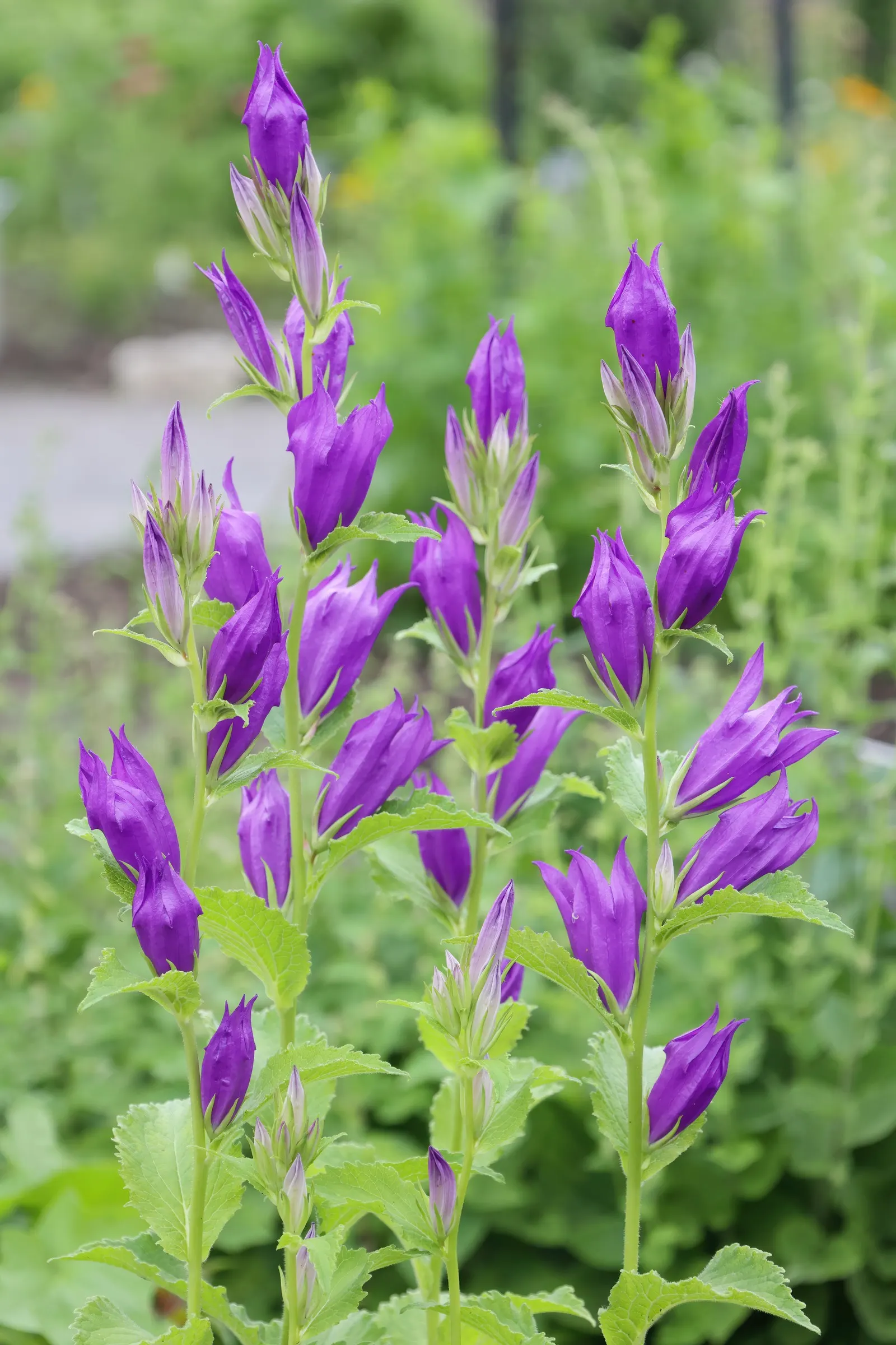 Balloon Flower (Platycodon Grandiflorus) — commonly called Balloon Flower