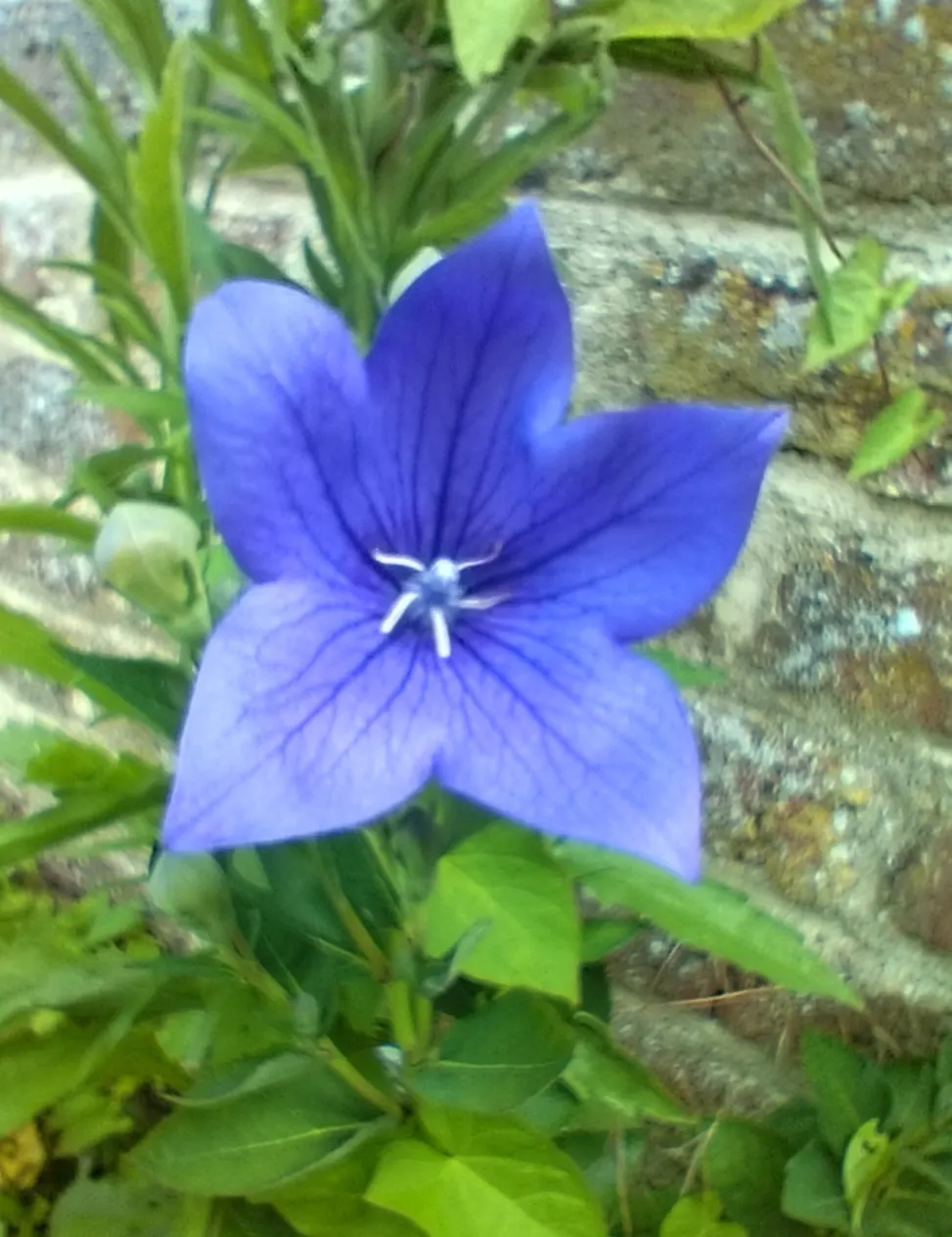 Balloon Flower (Platycodon Grandiflorus) — this hardy plant thrives in zones 3-8; allowing it to fit nicely into a variety of garden settings, image 97