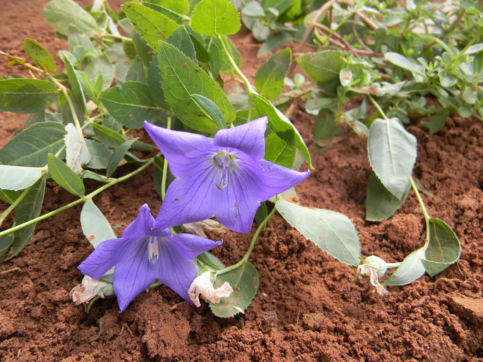 Balloon Flower (Platycodon Grandiflorus) — though pink and white cultivars are also available.<br><br>Flowering from early summer to early fall; and it can