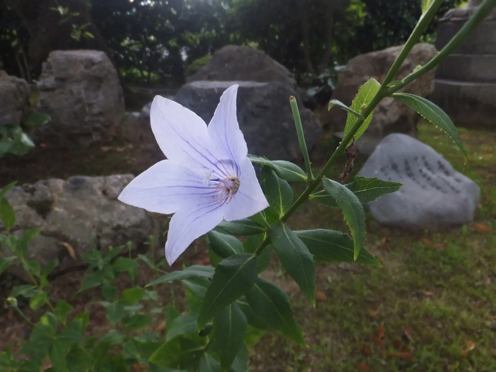 Balloon Flower (Platycodon Grandiflorus) — It's an excellent choice for borders, providing late summer interest and attracting pollinators to the, image 30