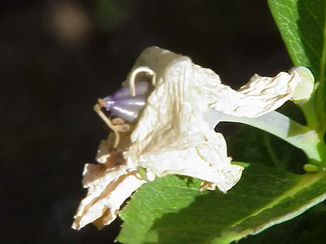 Balloon Flower (Platycodon Grandiflorus) — though pink and white cultivars are also available.<br><br>Flowering from early summer to early fall, image 82