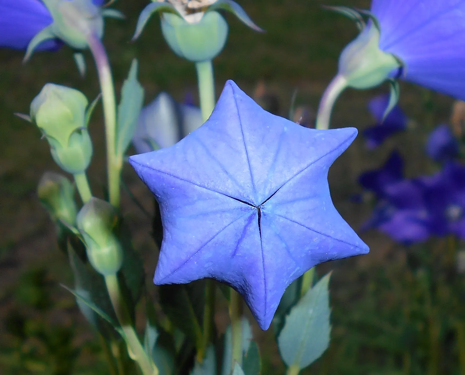 Balloon Flower (Platycodon Grandiflorus) — It is resilient to pests and disease; or as a container specimen, image 62