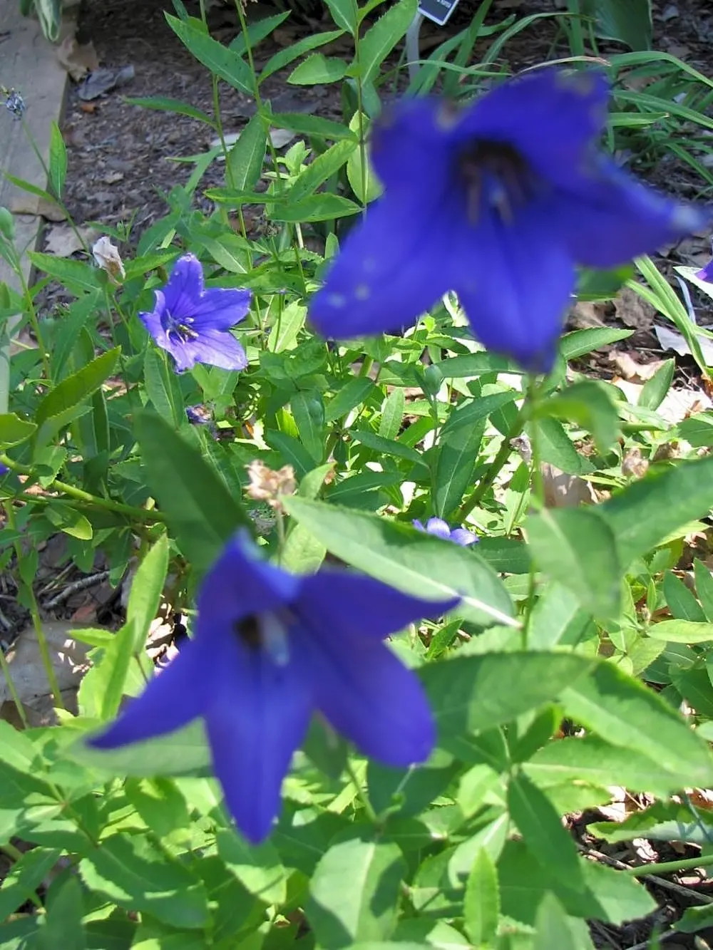 Balloon Flower (Platycodon Grandiflorus) — perennial for full or half; offering a delightful splash of color and a unique form for their garden, image 69