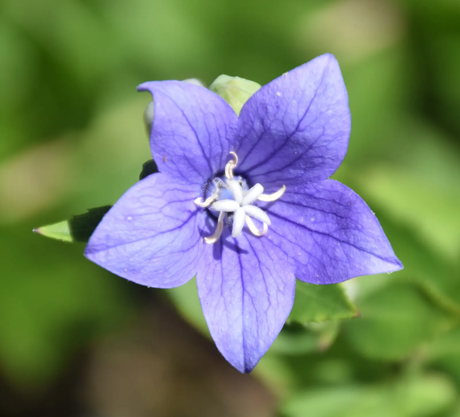 Balloon Flower (Platycodon Grandiflorus) — Platycodon grandiflorus is a low-maintenance option