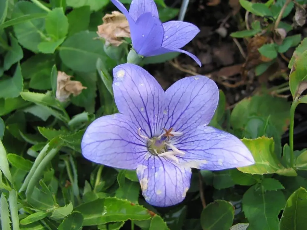 Balloon Flower (Platycodon Grandiflorus) — perennial for full or half; offering a delightful splash of color and a unique form for their garden, image 115