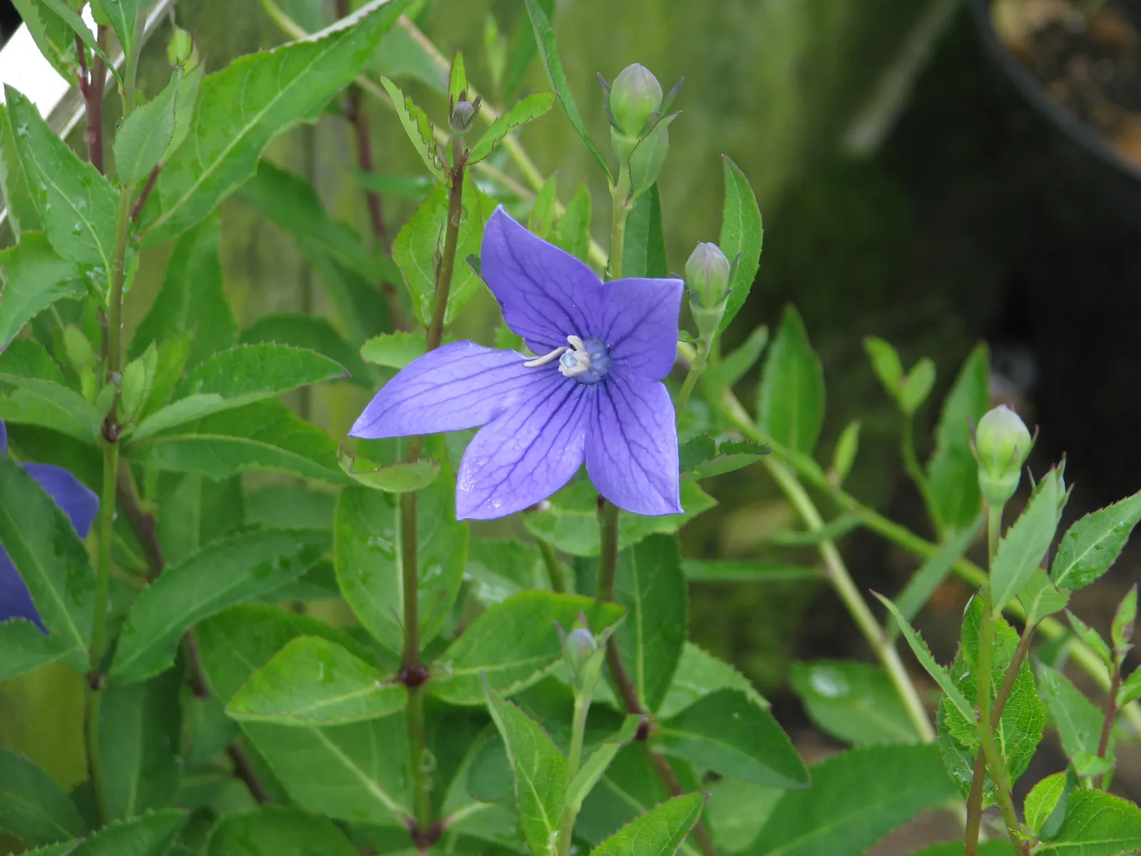 Balloon Flower (Platycodon Grandiflorus) — It is resilient to pests and disease; or as a container specimen, image 108