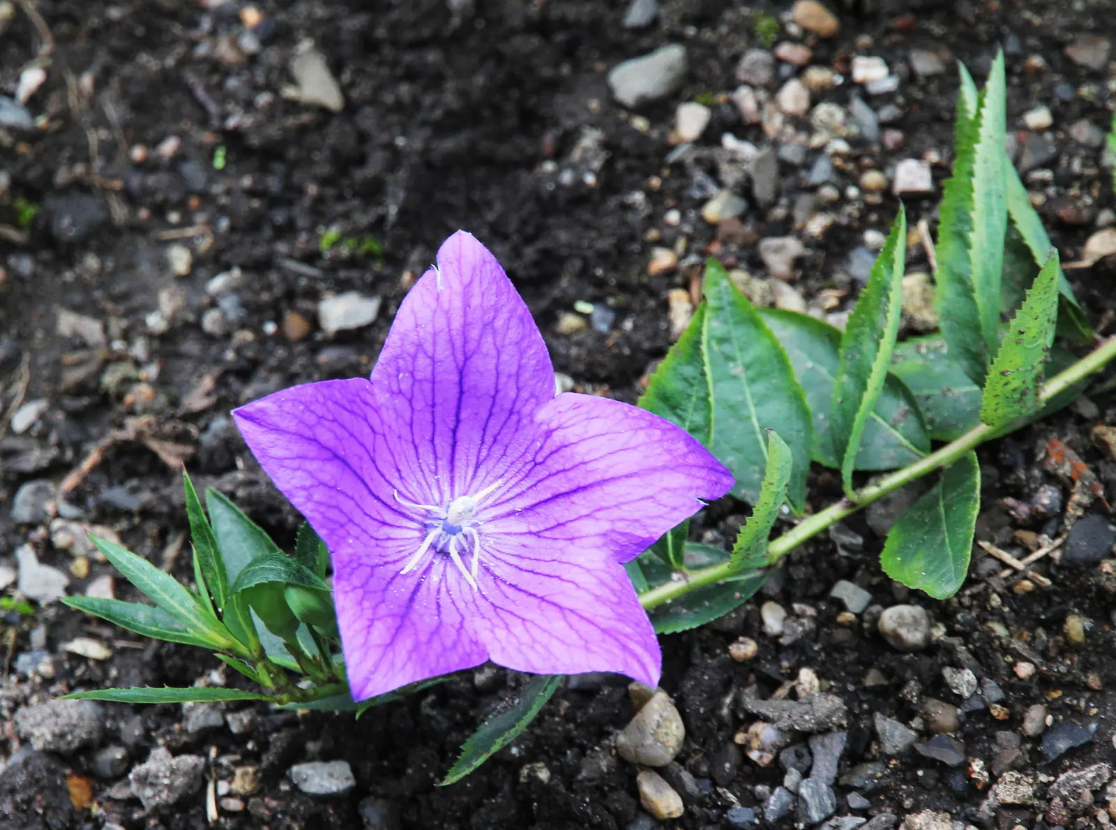Balloon Flower (Platycodon Grandiflorus) — balloon-like buds that blossom into star-shaped; its whimsical shape captivates onlookers, image 49