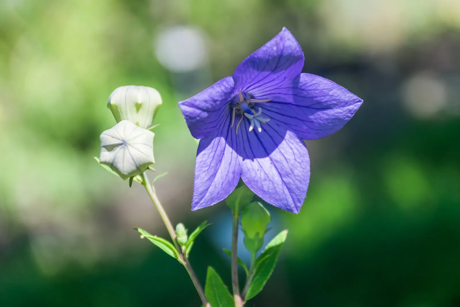 Balloon Flower (Platycodon Grandiflorus) — perennial with blue blooms