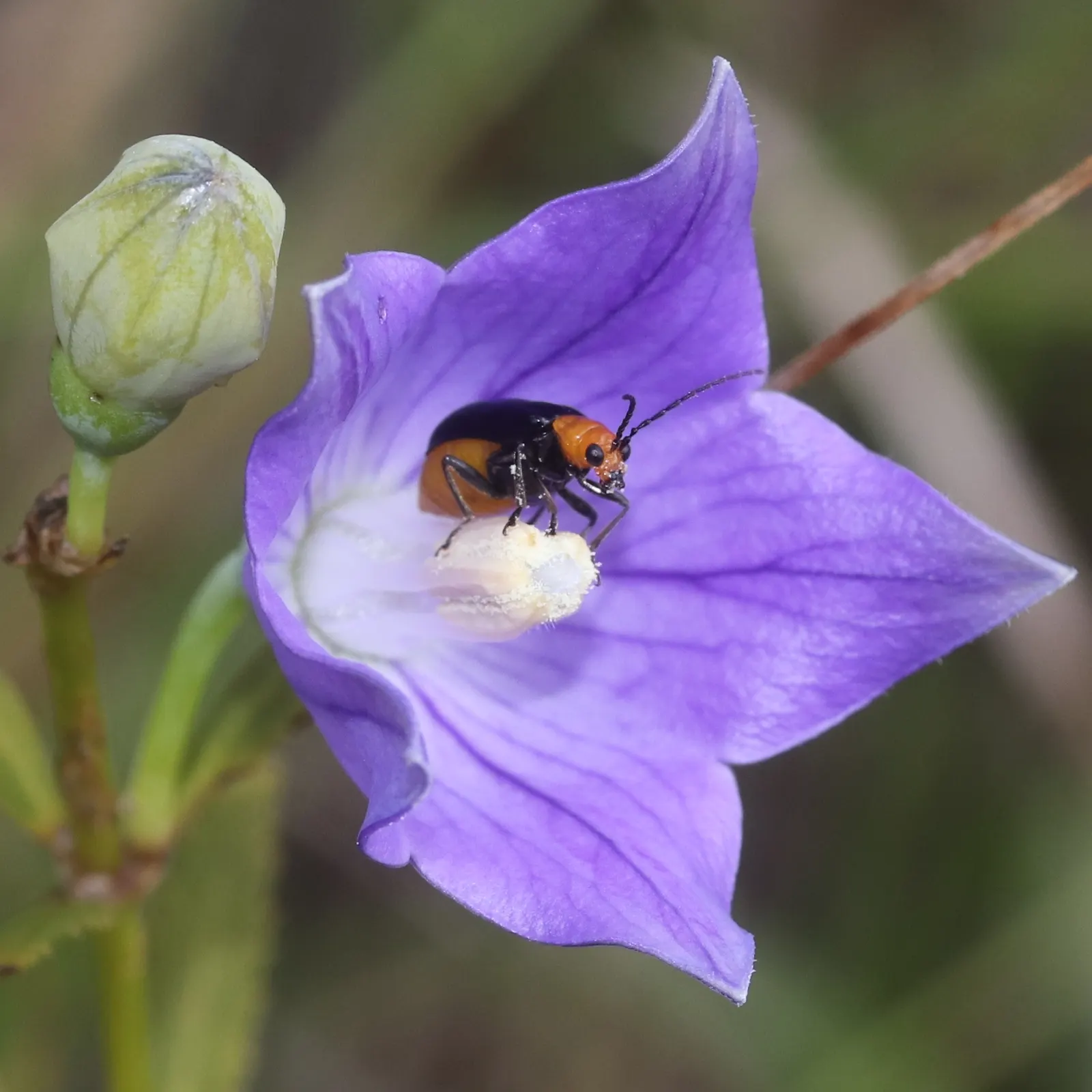 Balloon Flower (Platycodon Grandiflorus) — commonly called Balloon Flower; reaching 1 to 2.5 feet tall and about 1 foot wide, image 93