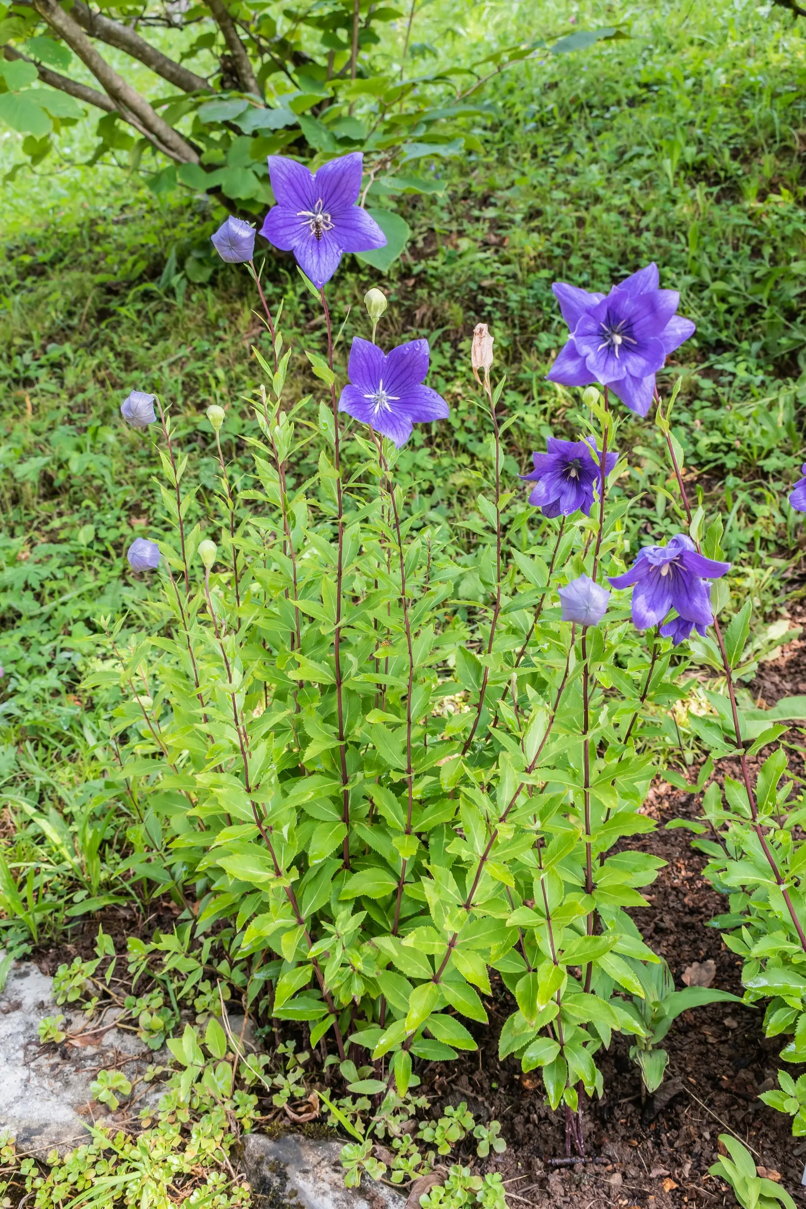 Balloon Flower (Platycodon Grandiflorus) — offering a delightful splash of color and a unique form for their garden tableau; perennial with blue, image 112