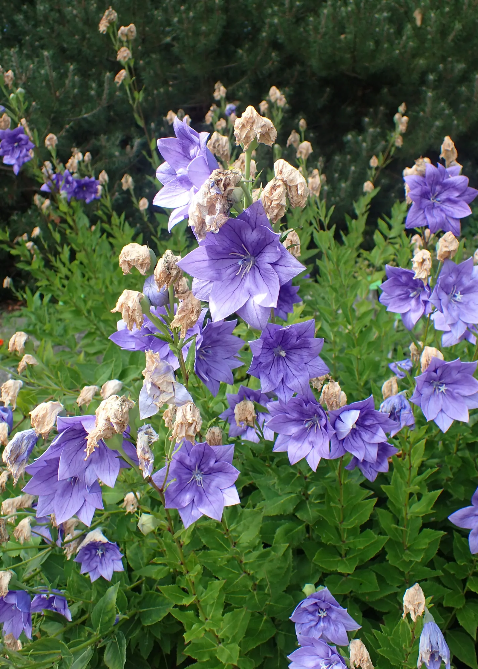 Balloon Flower (Platycodon Grandiflorus) — balloon-like buds that blossom into star-shaped