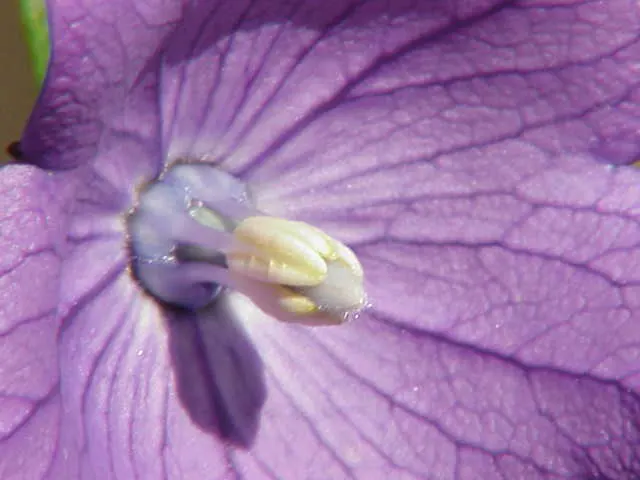Balloon Flower (Platycodon Grandiflorus) — preferring full sun to partial shade and well-drained soil; it is resilient to pests and disease, image 52