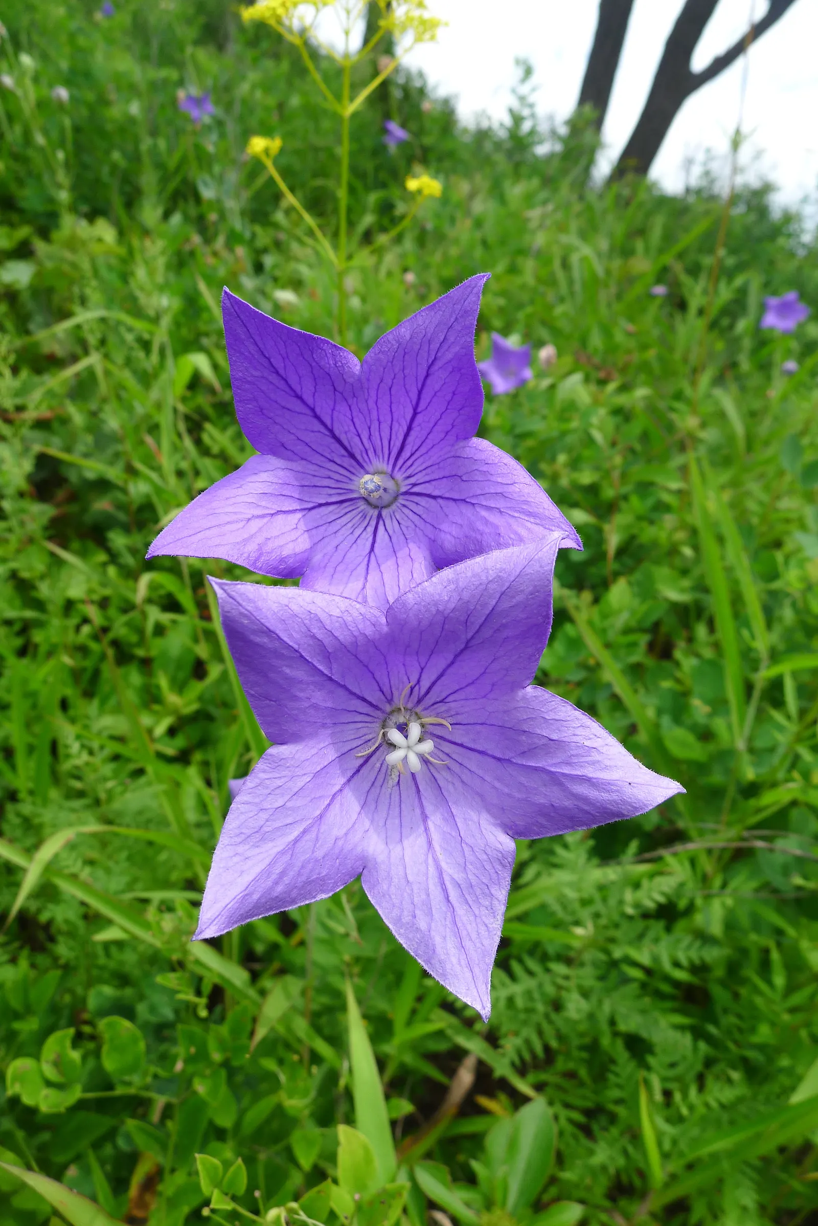 Balloon Flower (Platycodon Grandiflorus) — When crafting a landscape design; it's an excellent choice for borders, providing late summer interest and