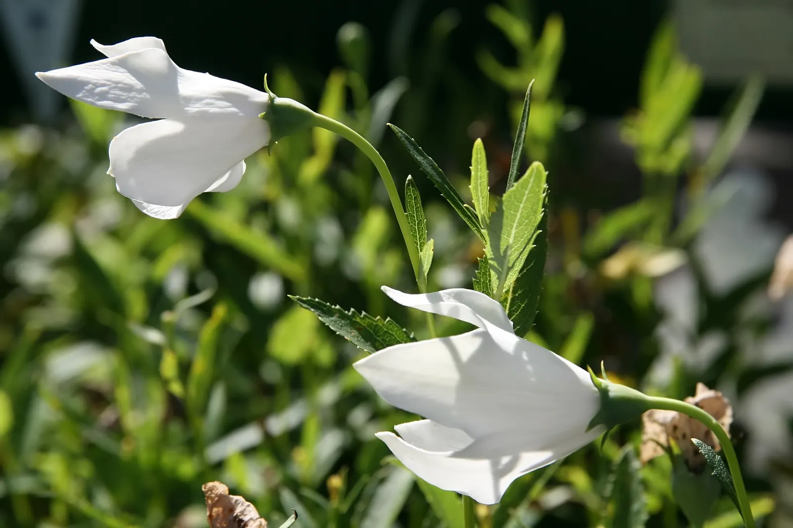 Balloon Flower (Platycodon Grandiflorus) — It's an excellent choice for borders, providing late summer interest and attracting pollinators to the, image 53