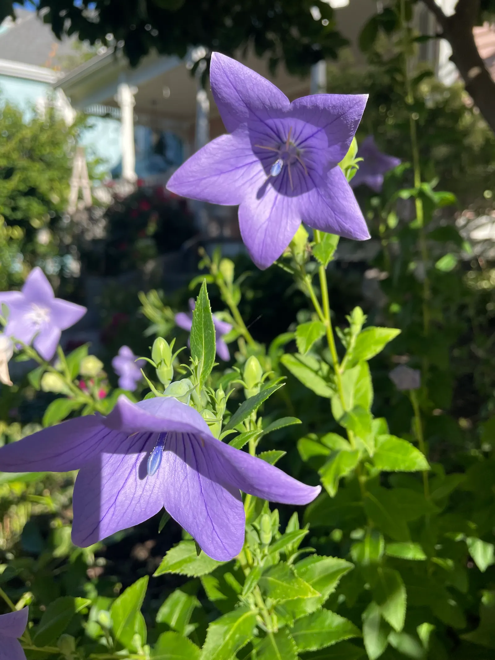 Balloon Flower (Platycodon Grandiflorus) — blue flowers in the garden; preferring full sun to partial shade and well-drained soil, image 113