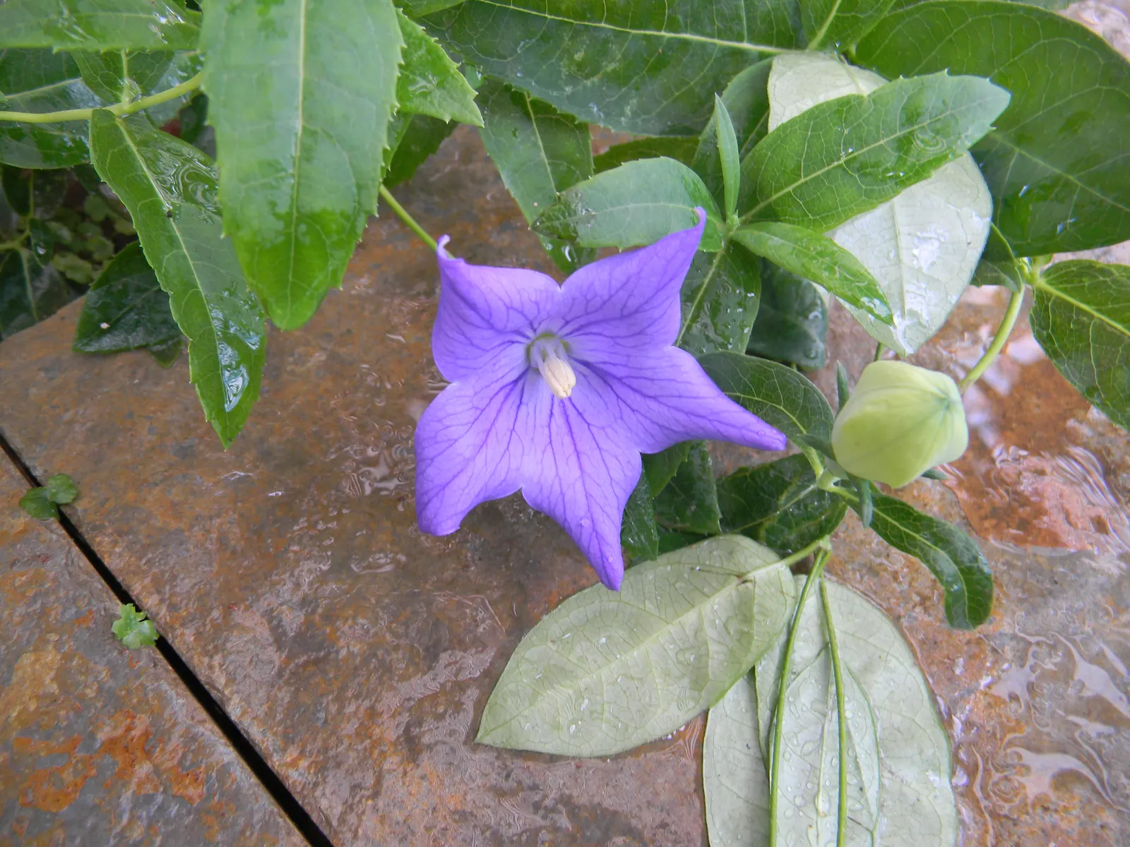 Balloon Flower (Platycodon Grandiflorus) — Its whimsical shape captivates onlookers; when crafting a landscape design, image 87