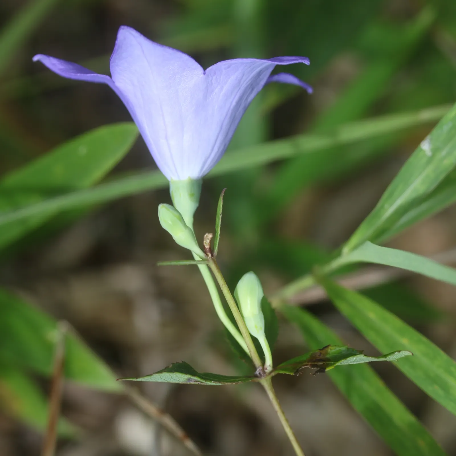 Balloon Flower (Platycodon Grandiflorus) — commonly called Balloon Flower; reaching 1 to 2.5 feet tall and about 1 foot wide