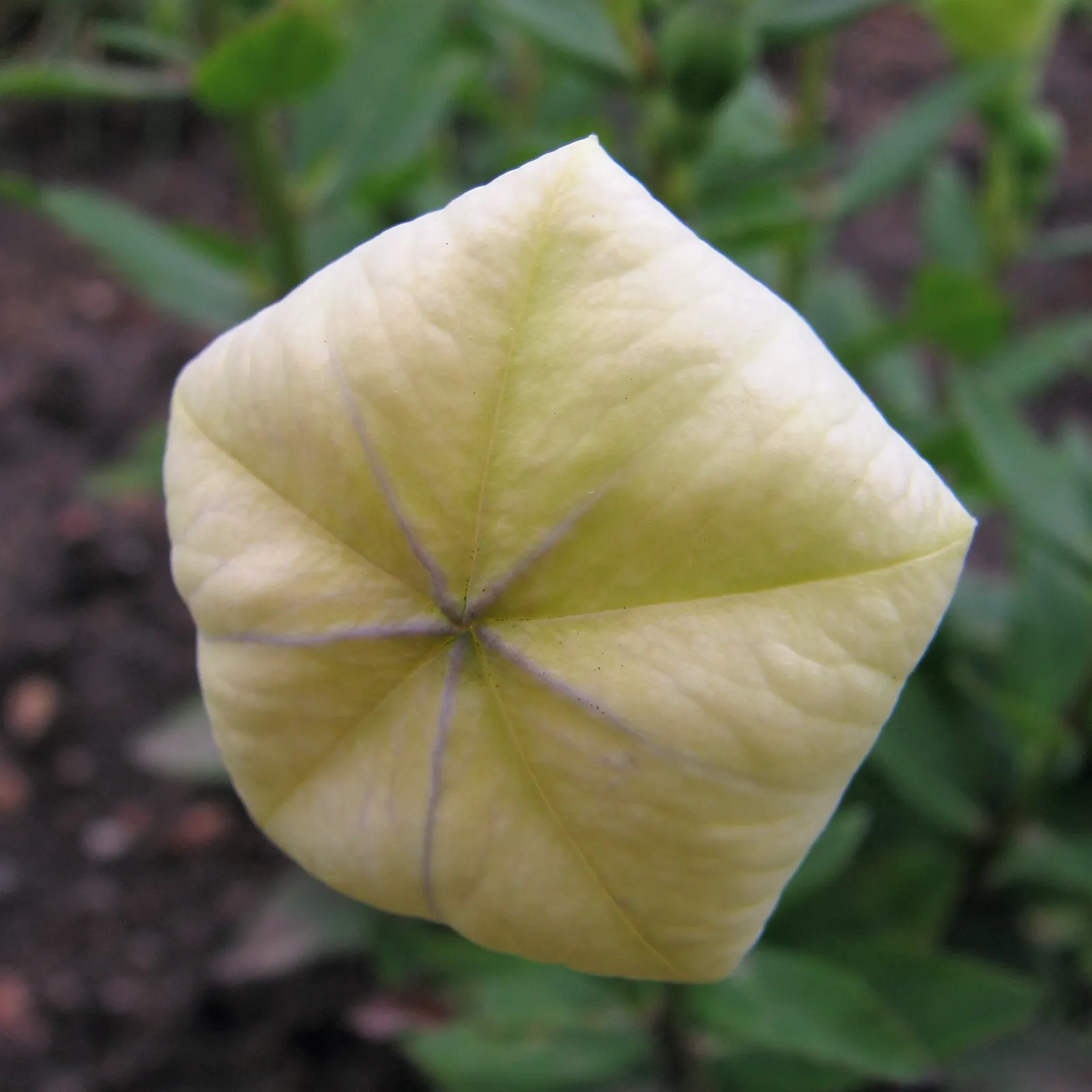 Balloon Flower (Platycodon Grandiflorus) — balloon-like buds that blossom into star-shaped; its whimsical shape captivates onlookers, image 72