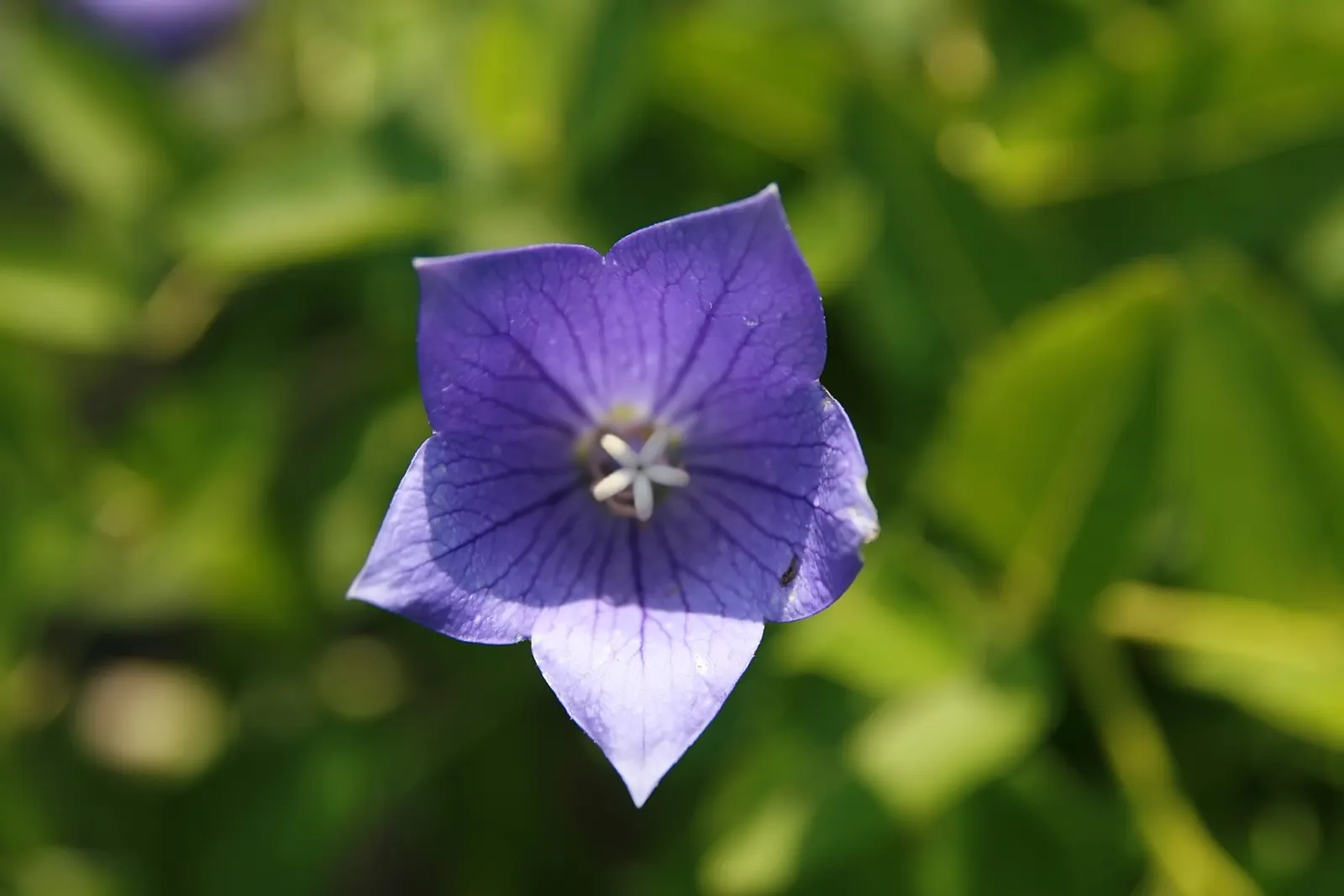 Balloon Flower (Platycodon Grandiflorus) — Its whimsical shape captivates onlookers