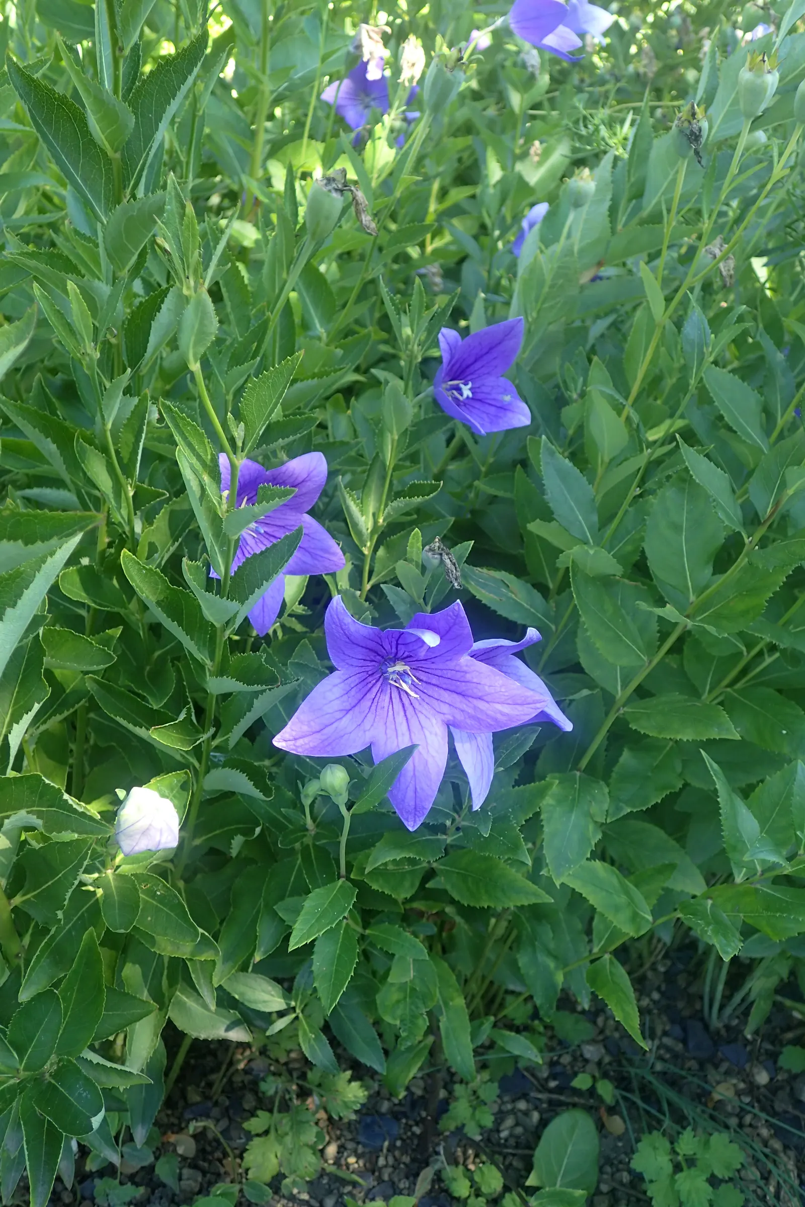 Balloon Flower (Platycodon Grandiflorus) — blue flowers in the garden; preferring full sun to partial shade and well-drained soil, image 90