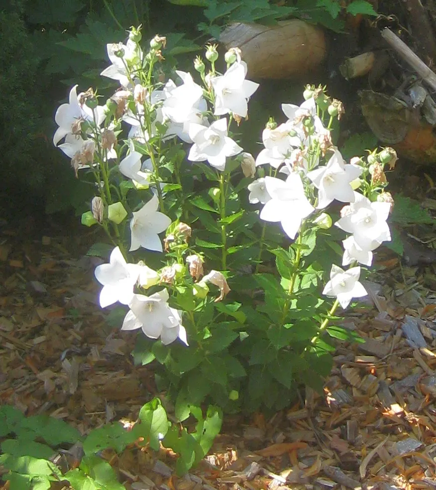 Balloon Flower (Platycodon Grandiflorus) — and it can become a conversation piece for your client