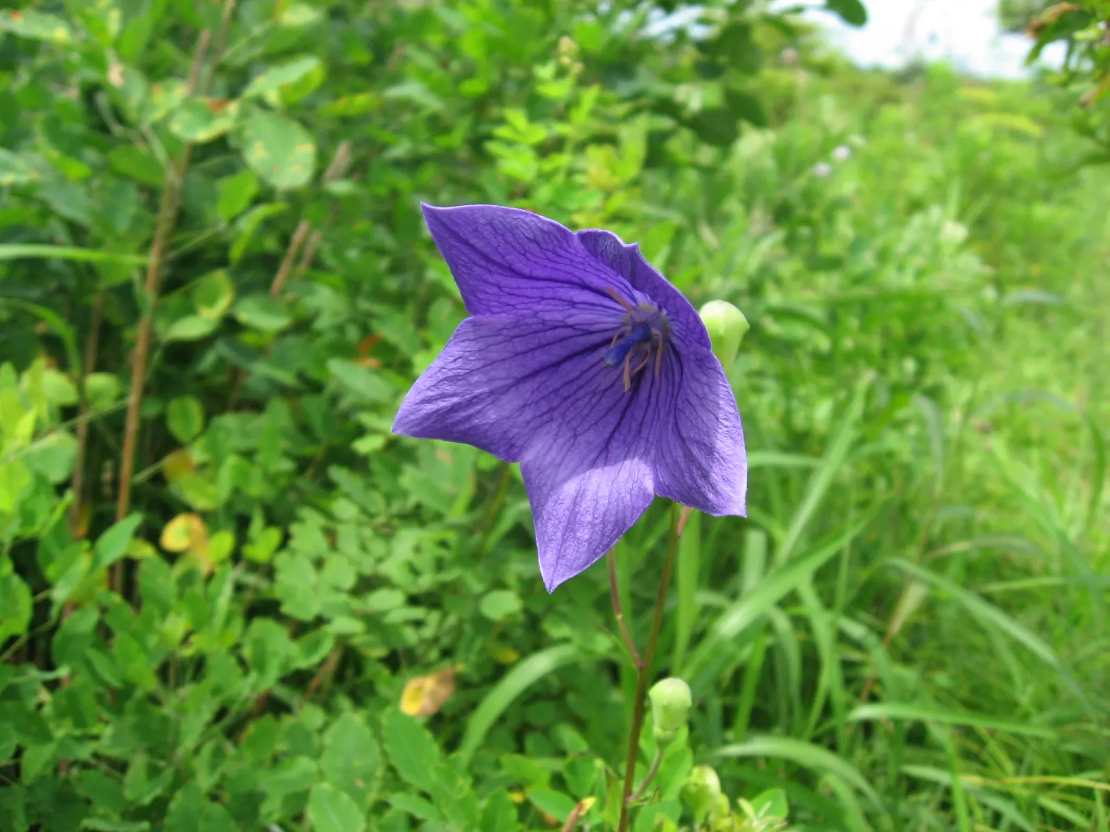 Balloon Flower (Platycodon Grandiflorus) — allowing it to fit nicely into a variety of garden settings